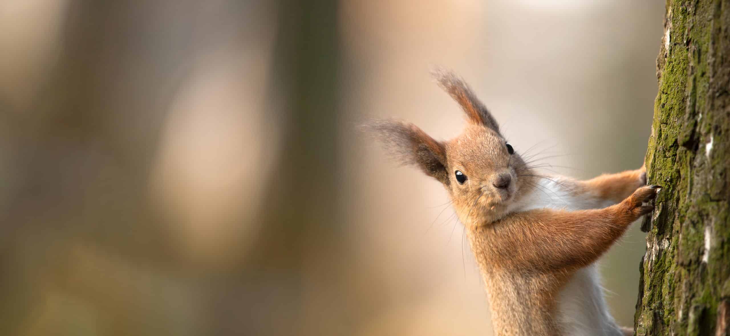 Red squirrel on a tree. Selective focus close-up Eichhörnchen Feinde - Wildtiere in Deutschland