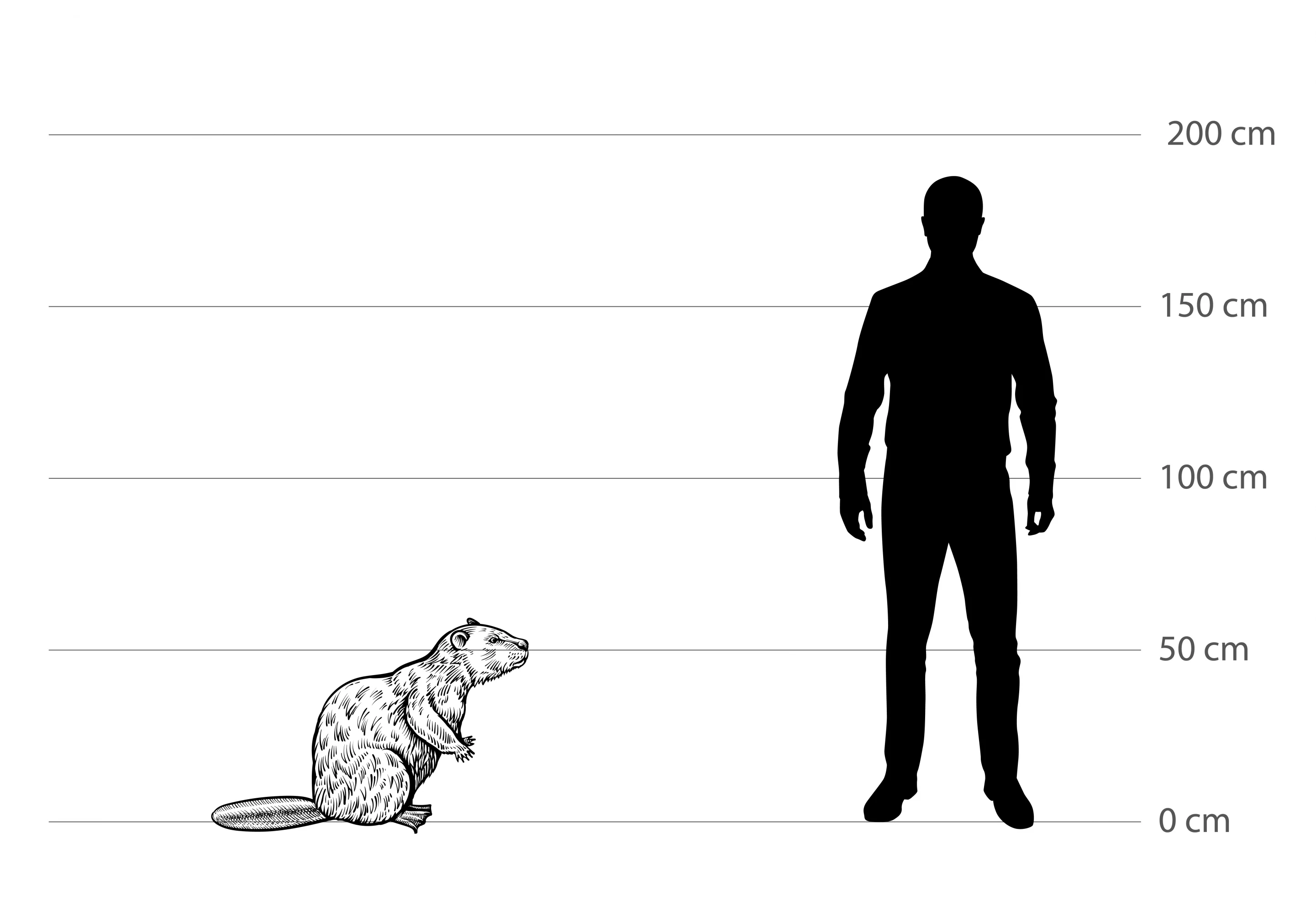 Biber Größe zum Menschen Biber Größe im Vergleich zum Menschen - Wildtiere in Deutschland