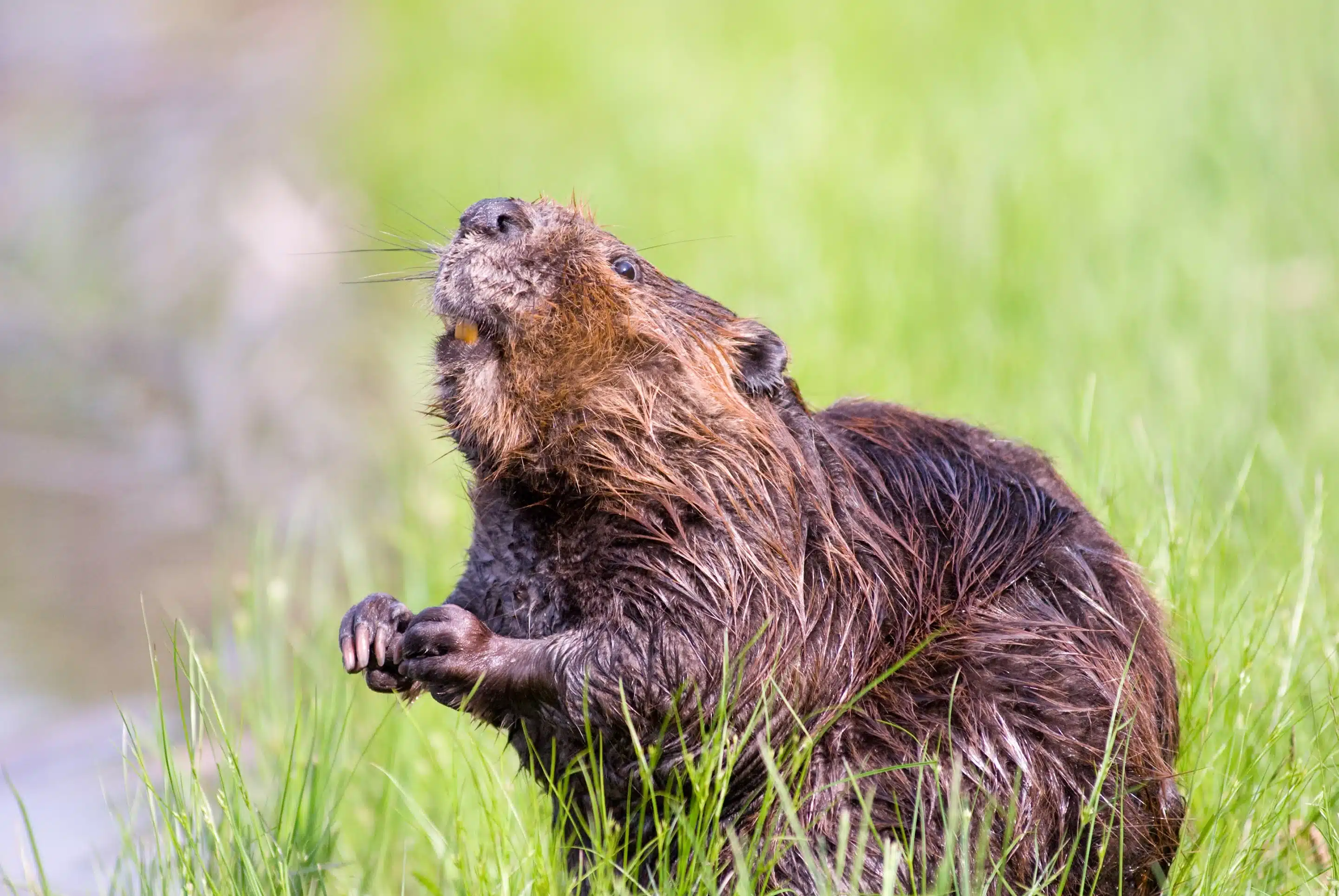Biber Zähne-sraubenstine Biber Zähne - Wildtiere in Deutschland