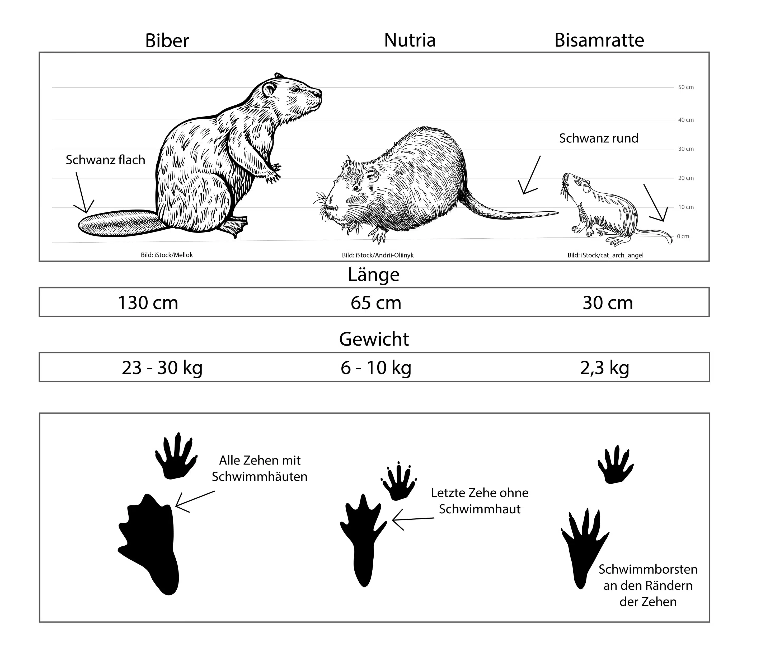 Unterschied Biber, Nutria, Bisamratte Unterschied Biber, Nutria, Bisamratte - Wildtiere in Deutschland