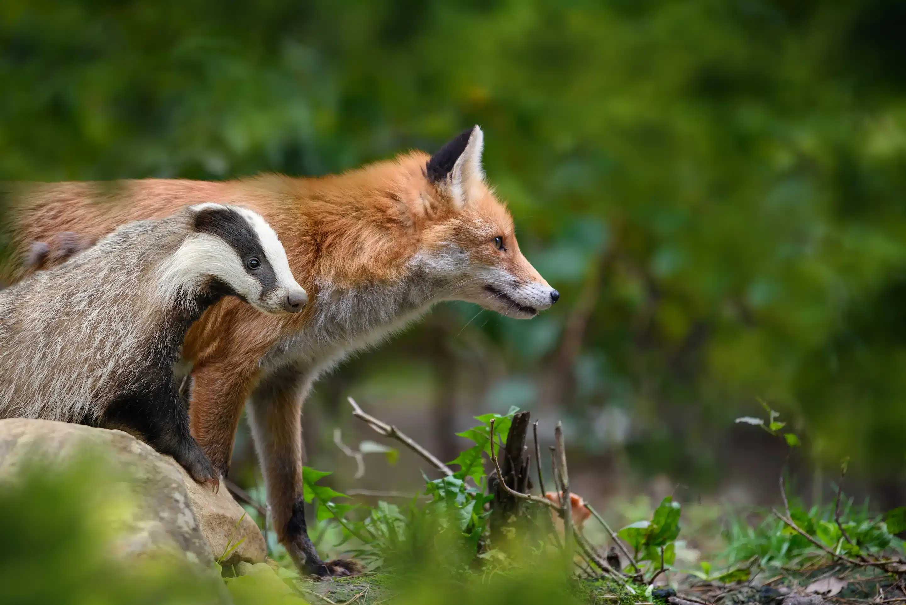 dachs größe im vergleich zum fuchs-Byrdyak Dachs Größe im Vergleich zum Fuchs - Wildtiere in Deutschland