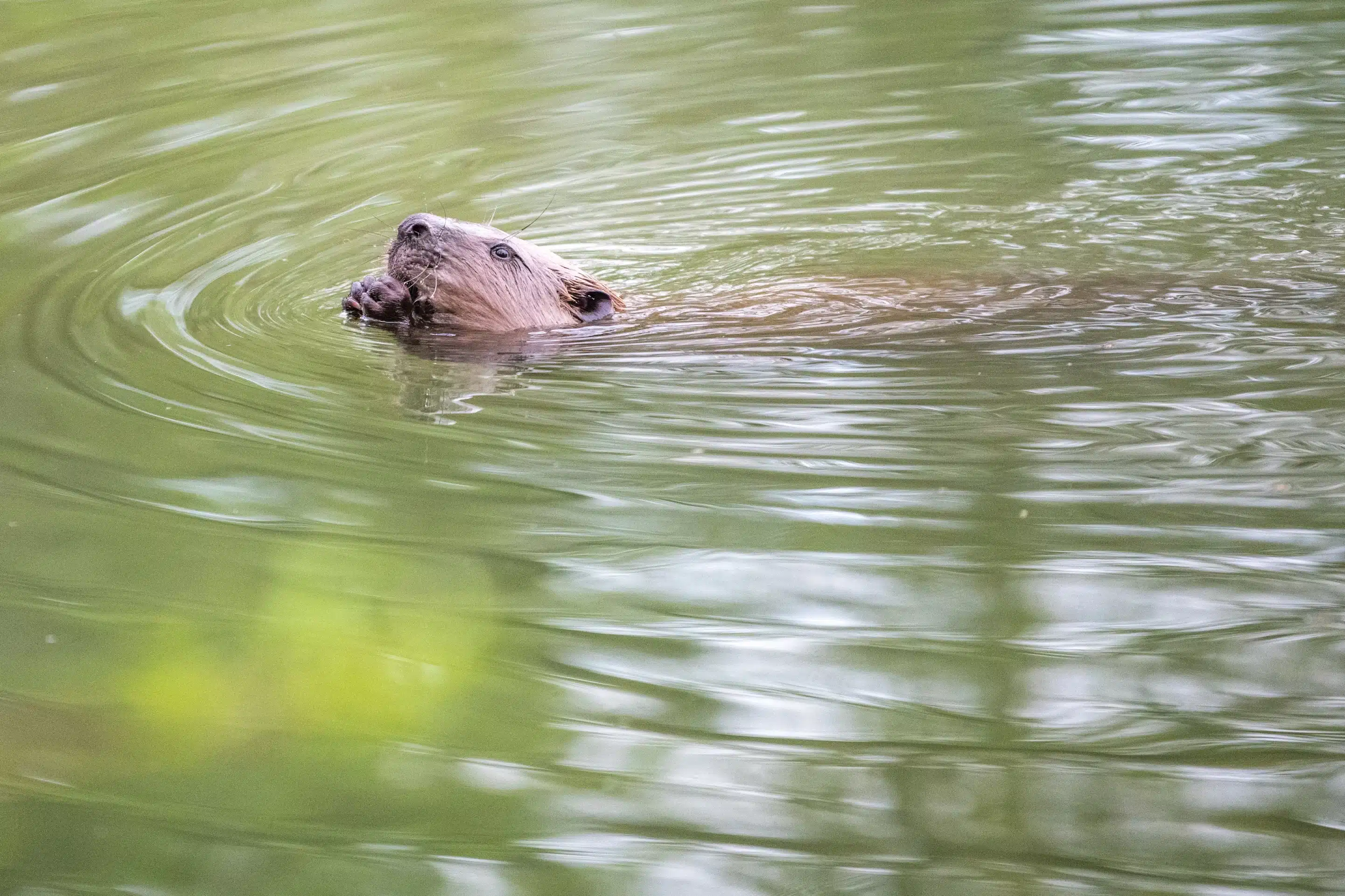 iStock-1453577947-Georg Hummer Wildbrücke zeigt einen schwimmenden Biber - Wildtiere in Deutschland