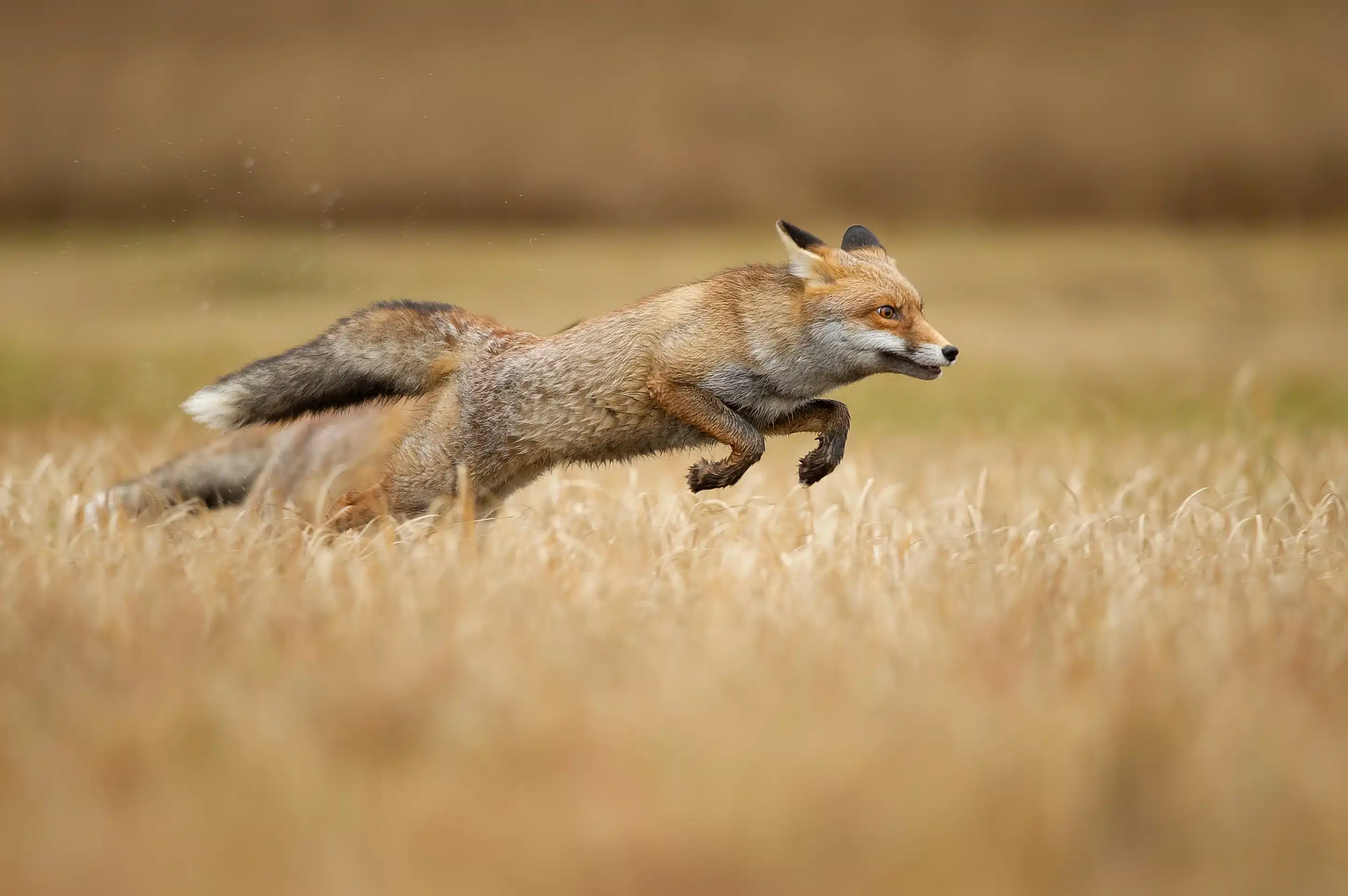 Fuchs im Sprung - Wildtiere in Deutschland Fuchs im Sprung - Wildtiere in Deutschland
