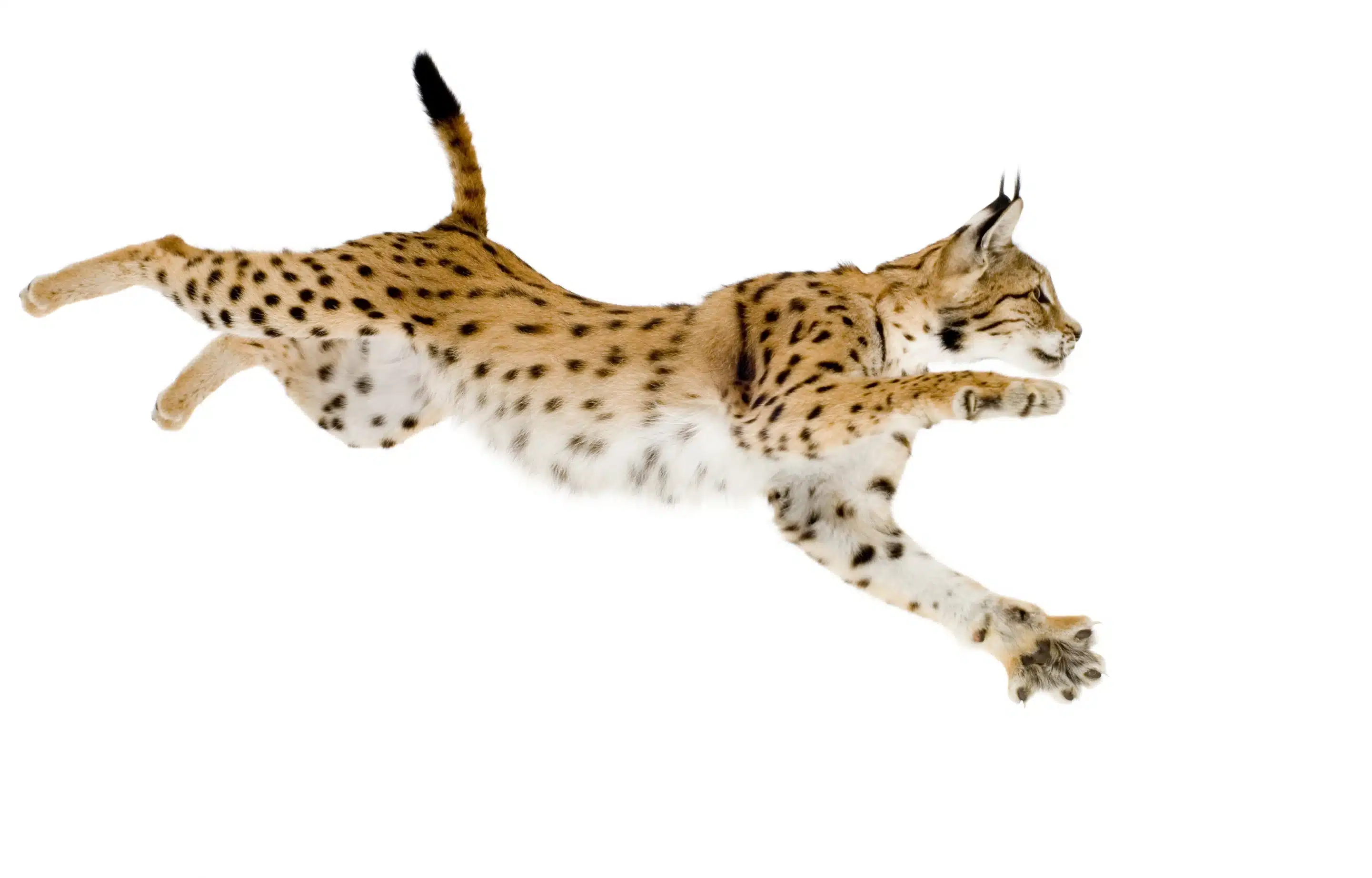 Luchs im Sprung - Wildtiere in Deutschland Luchs im Sprung - Wildtiere in Deutschland