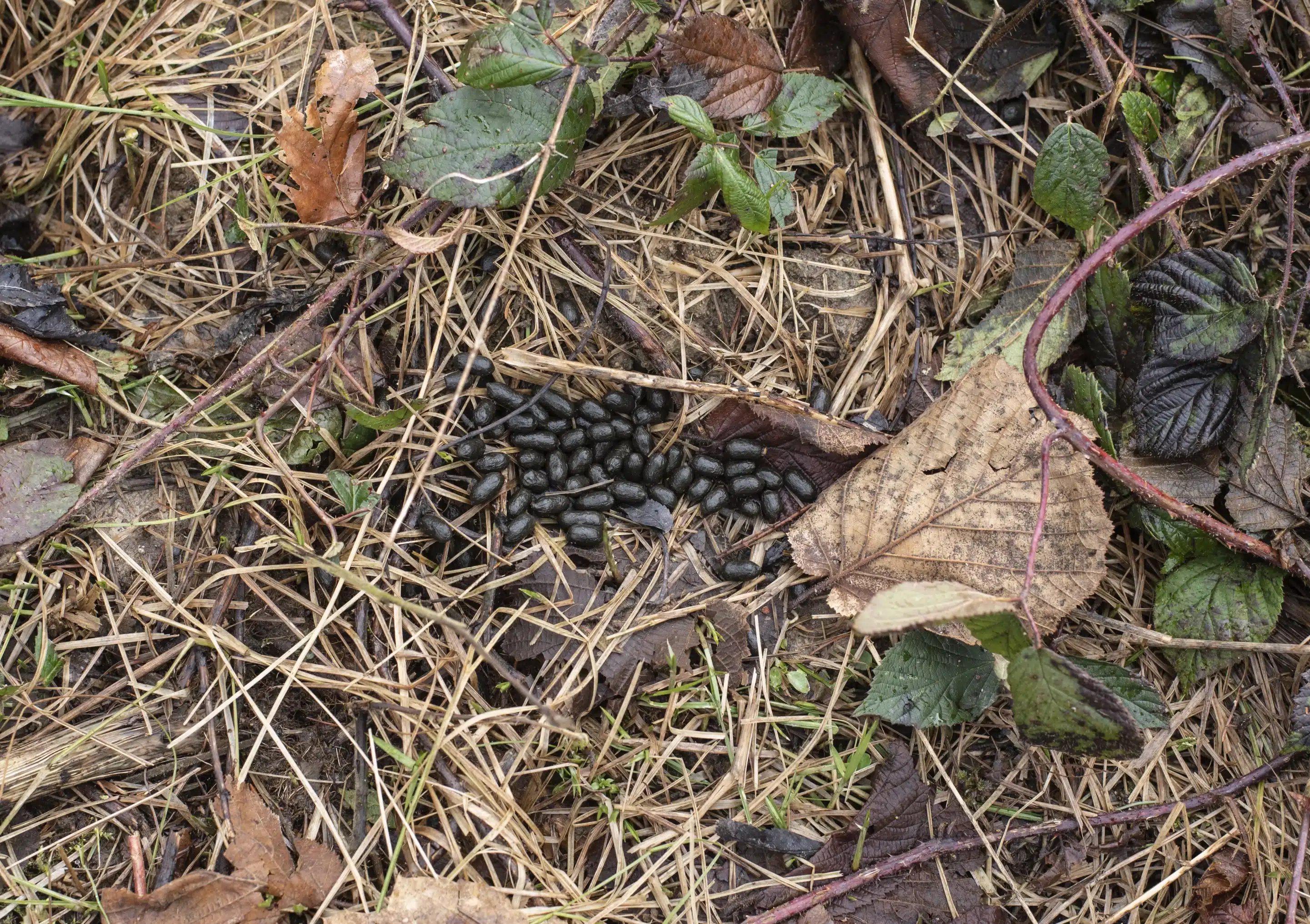Reh Losung - Wildtiere in Deutschland Reh Losung - Wildtiere in Deutschland