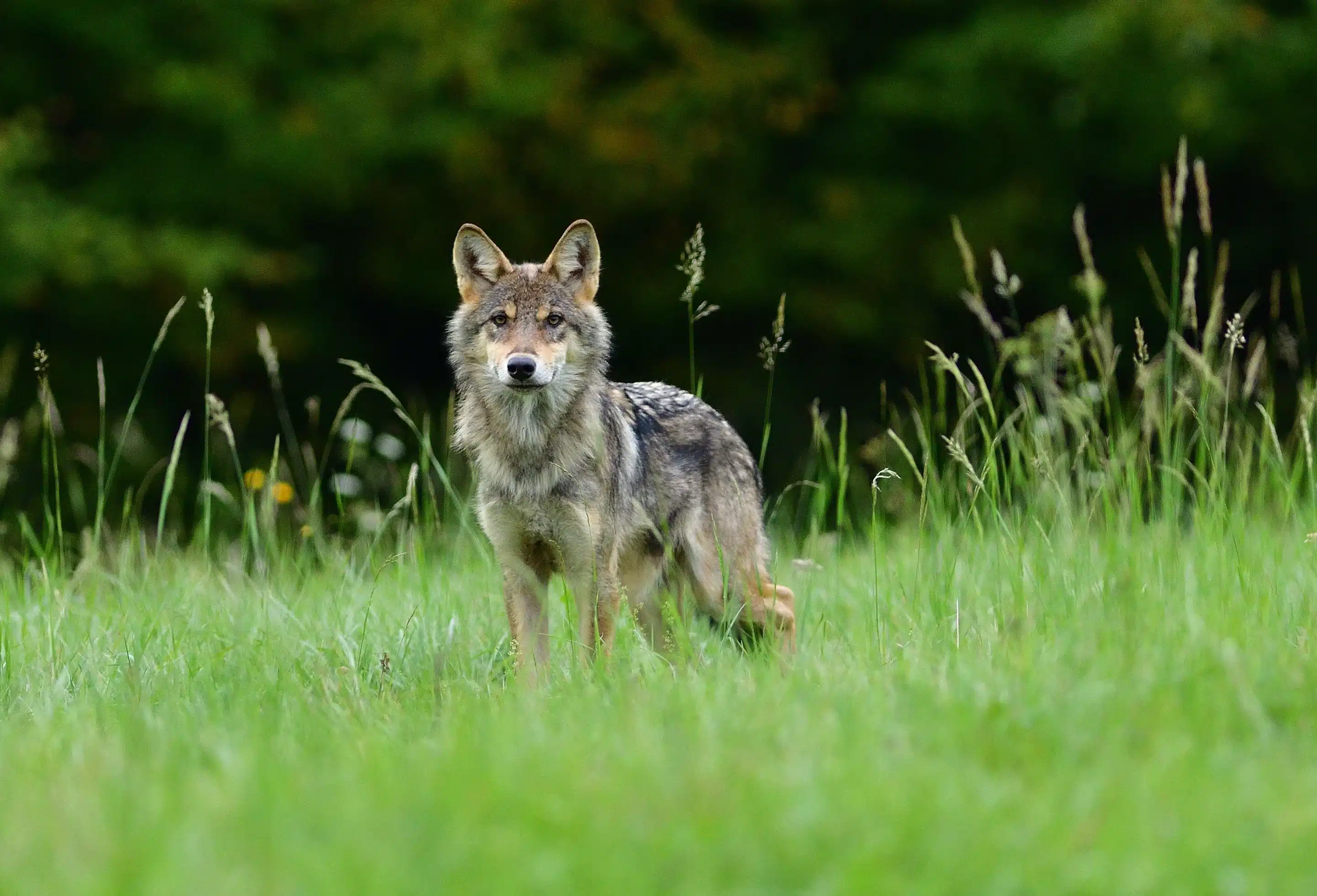 Wolf auf Wiese - Wildtiere in Deutschland Wolf auf Wiese - Wildtiere in Deutschland
