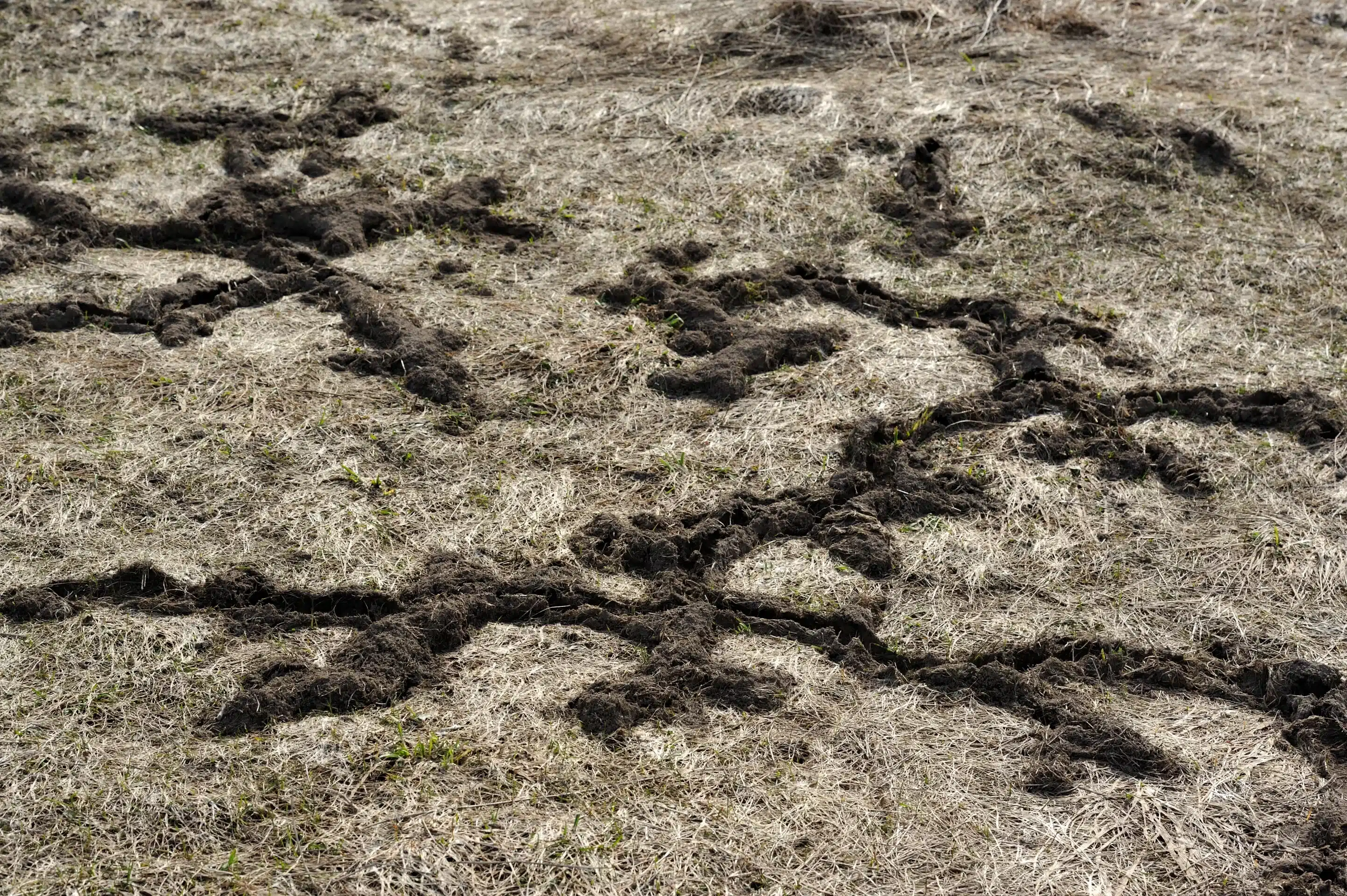 Wühlmaus Gänge an der Oberfläche erkennen -Watcha Wühlmaus im Garten erkennen - Wildtiere in Deutschland