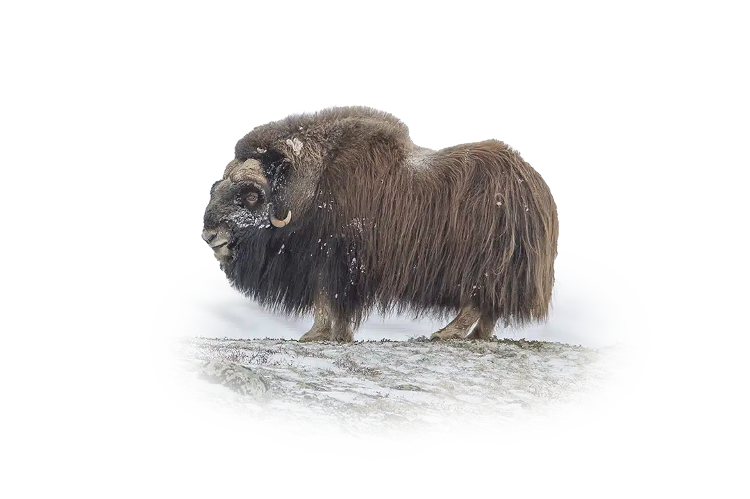 Moschusochse - Wildtiere in Europa Moschusochse - Wildtiere in Europa