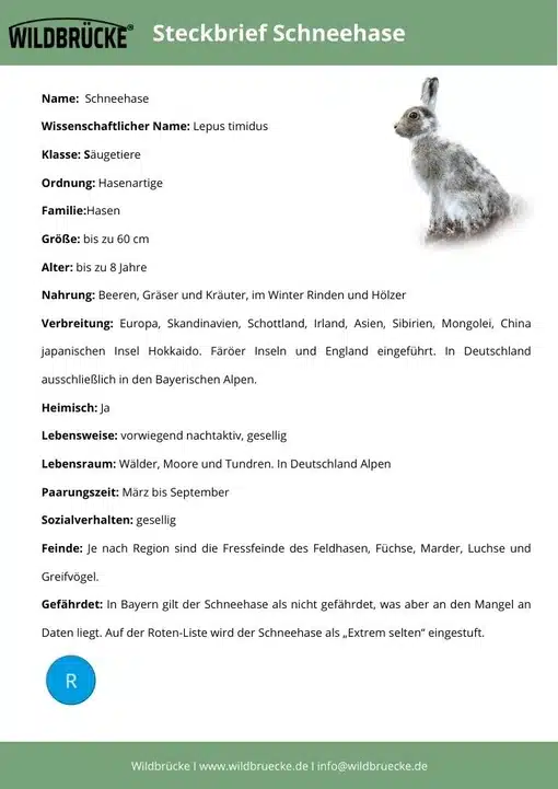Wildtiere in Europa - Steckbrief Schneehase