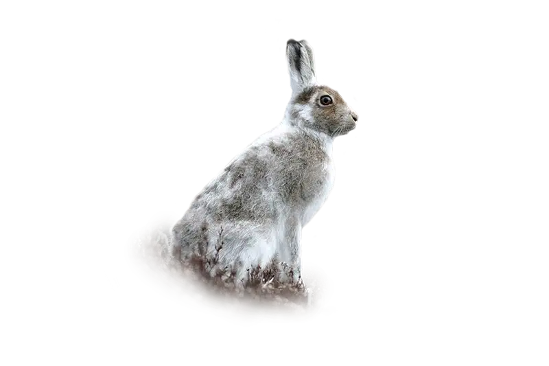 Schneehase - Wildtiere in Europa Schneehase - Wildtiere in Europa