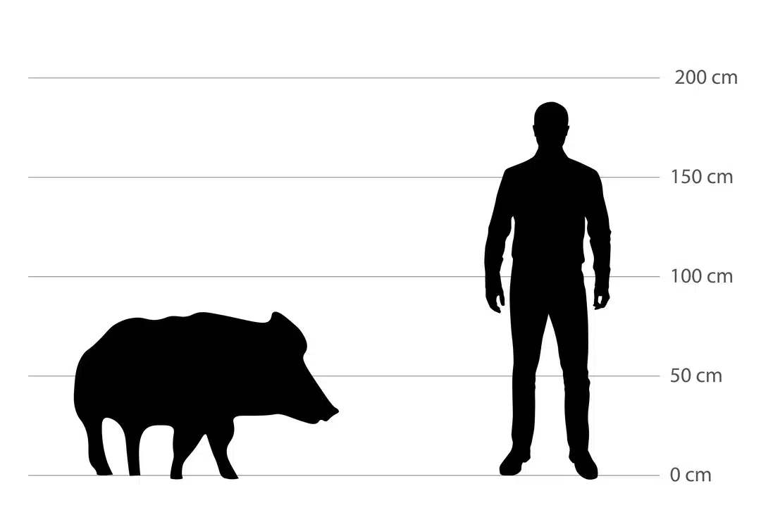 Wildschwein Größe im Vergleich zum Menschen - Wildtiere in Europa