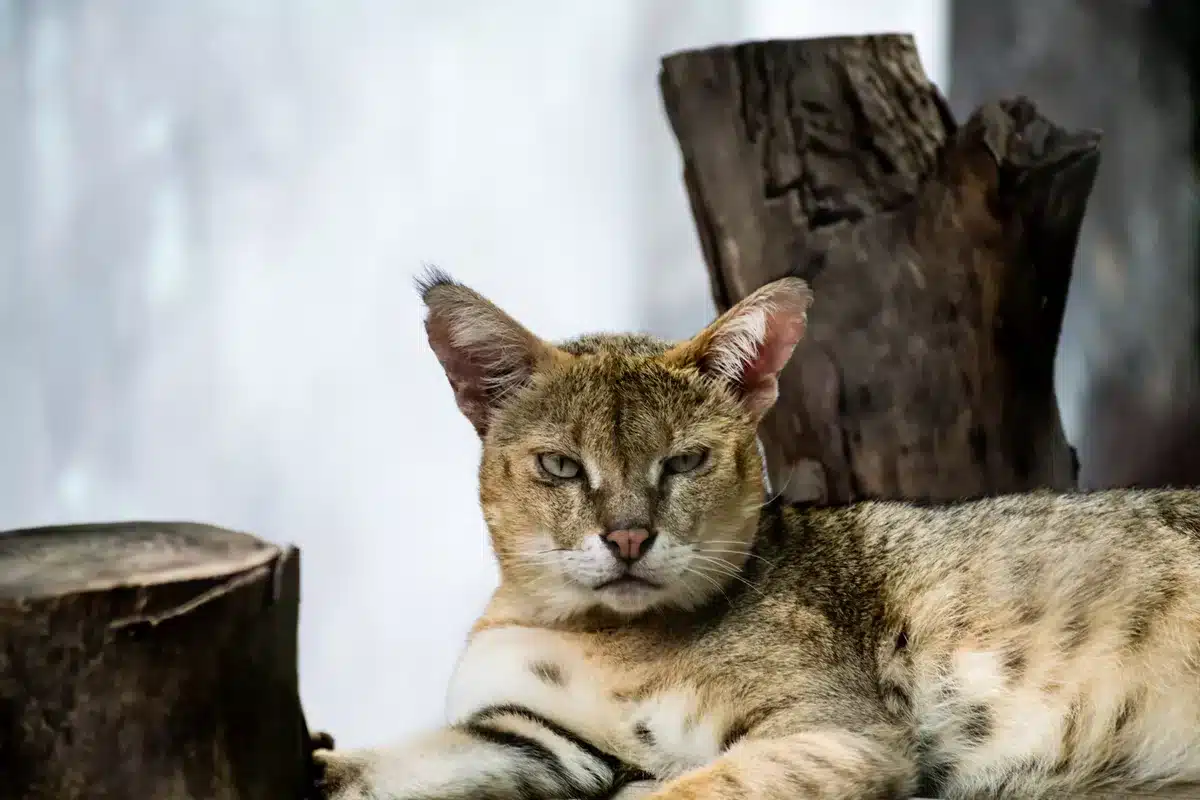 Asiatische Wildkatze (Steppenkatze) – Felis lybica ornata Asiatische Wildkatze (Steppenkatze) – Felis lybica ornata<br />