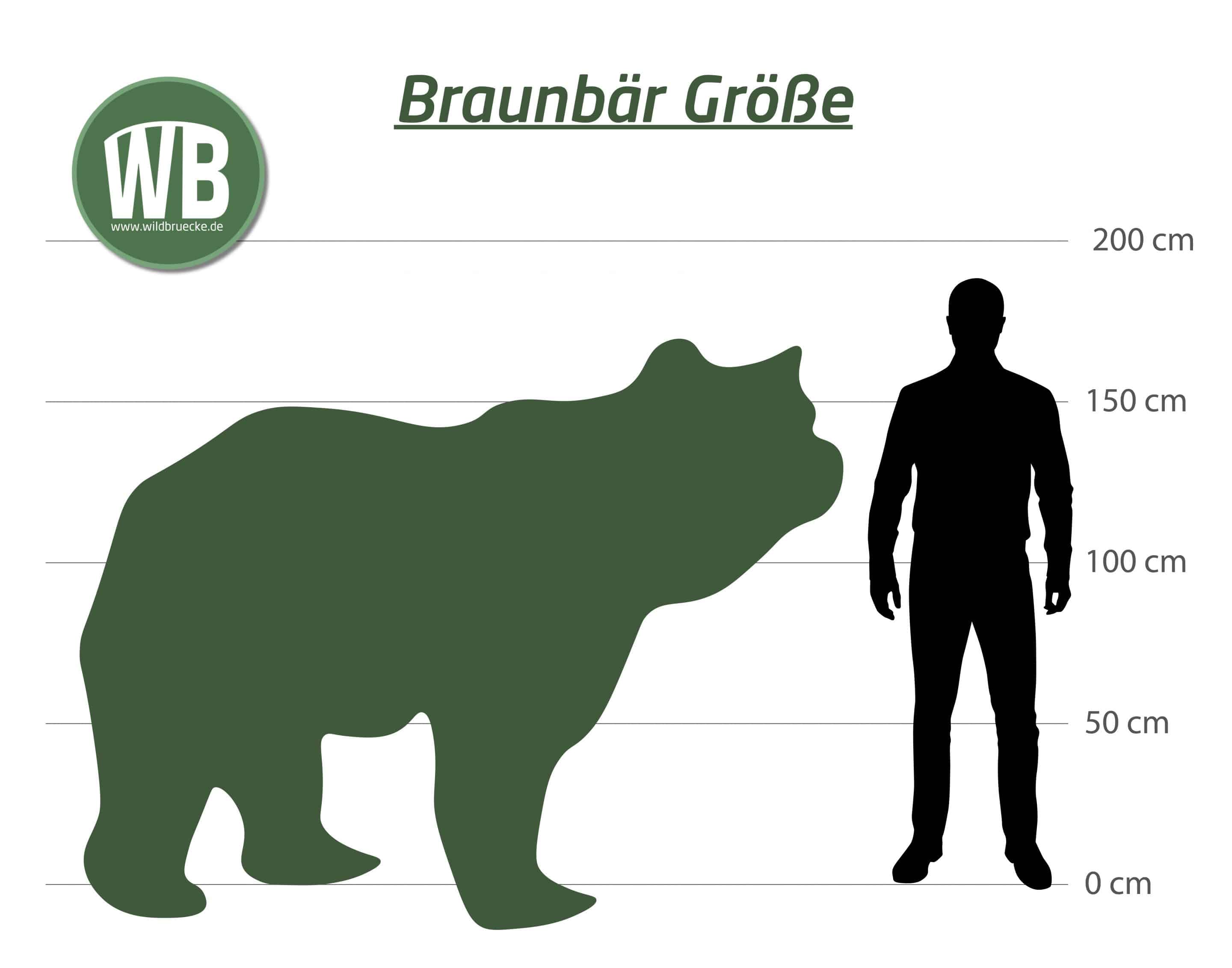 BraunbĂ€r GröĂe - Wildtiere in Europa