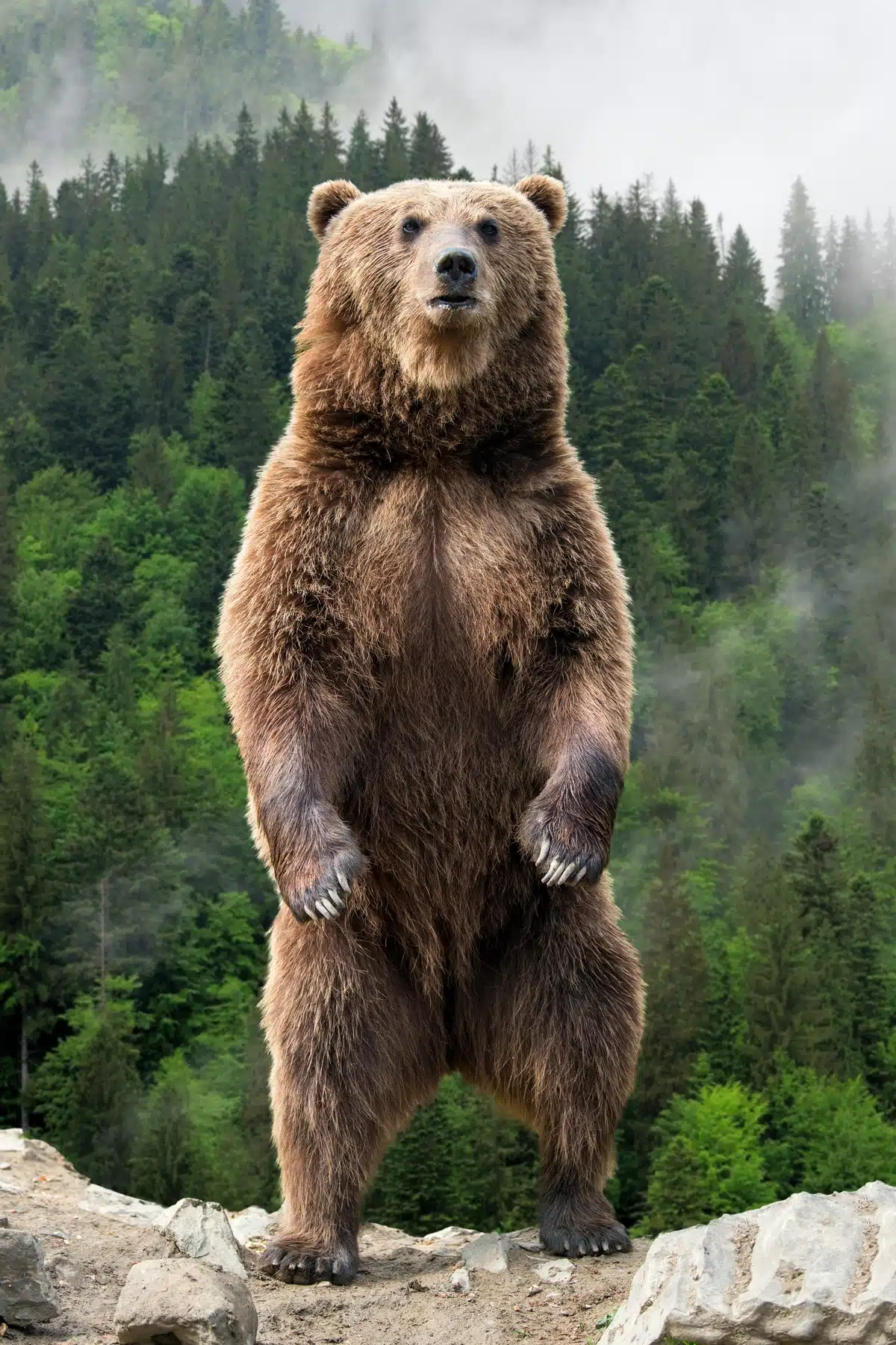 BraunbĂ€r GröĂe stehend - Wildtiere in Europa BraunbĂ€r GröĂe stehend - Wildtiere in Europa