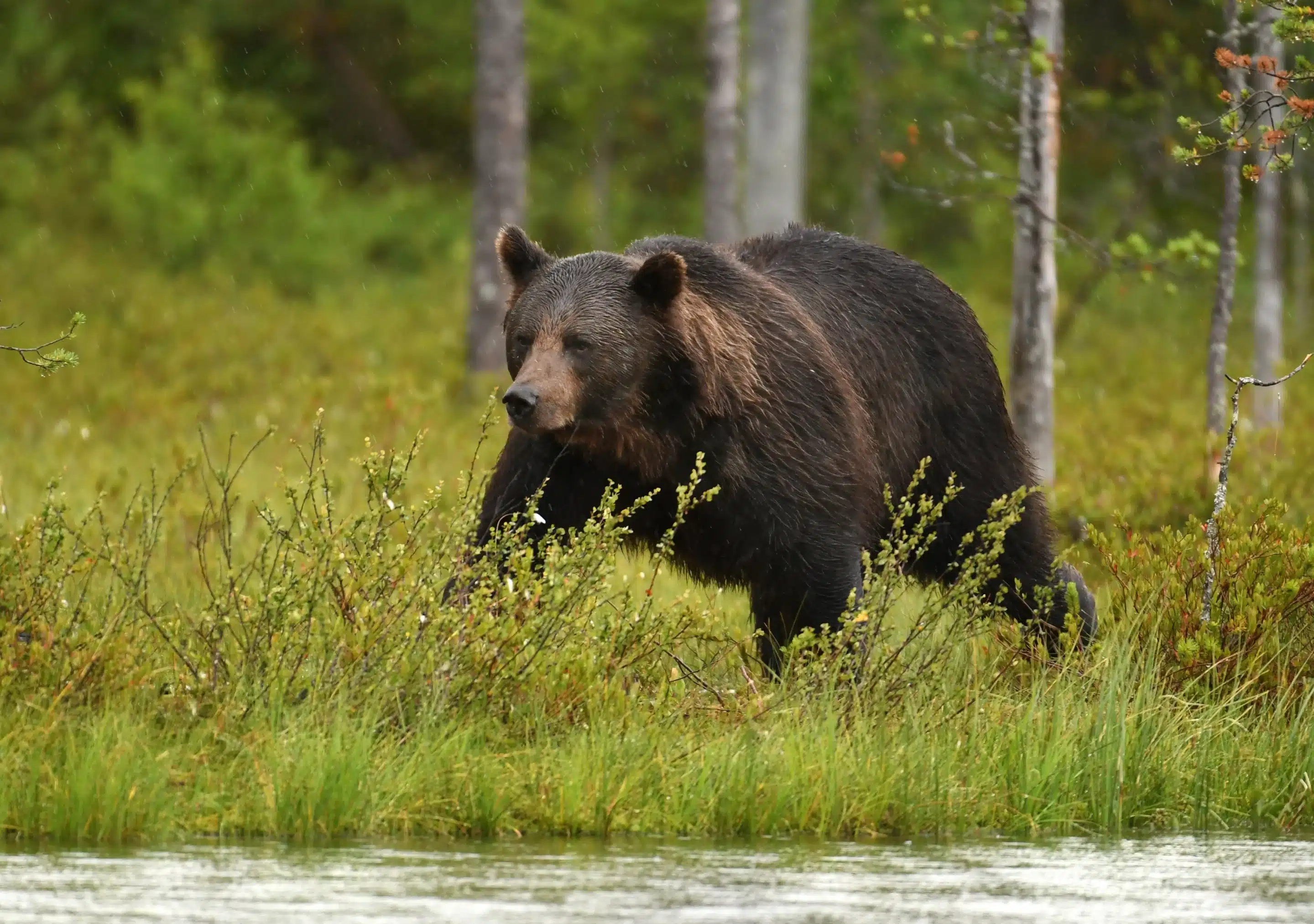 BraunbÀr Schweden - Wildtiere in Europa BraunbÀr Schweden - Wildtiere in Europa