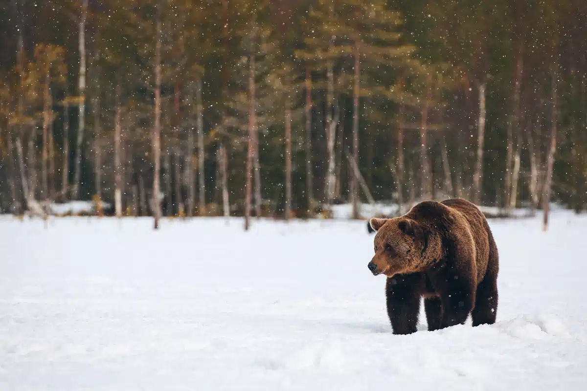 BraunbÀr Winterschlaf - Wildtiere in Europa BraunbÀr Winterschlaf - Wildtiere in Europa