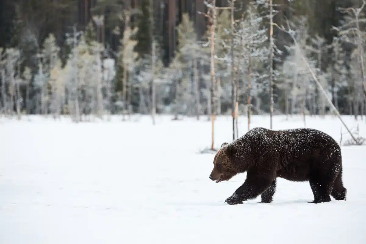 BraunbÀr im Schnee - Wildtiere in Europa BraunbÀr im Schnee - Wildtiere in Europa