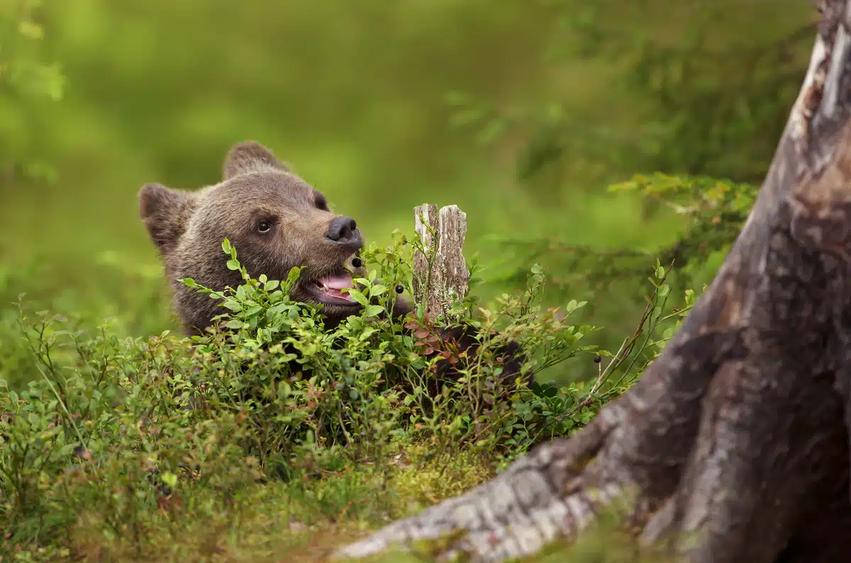 BraunbÀr junges Nahrung - Wildtiere in Europa BraunbÀr junges Nahrung - Wildtiere in Europa