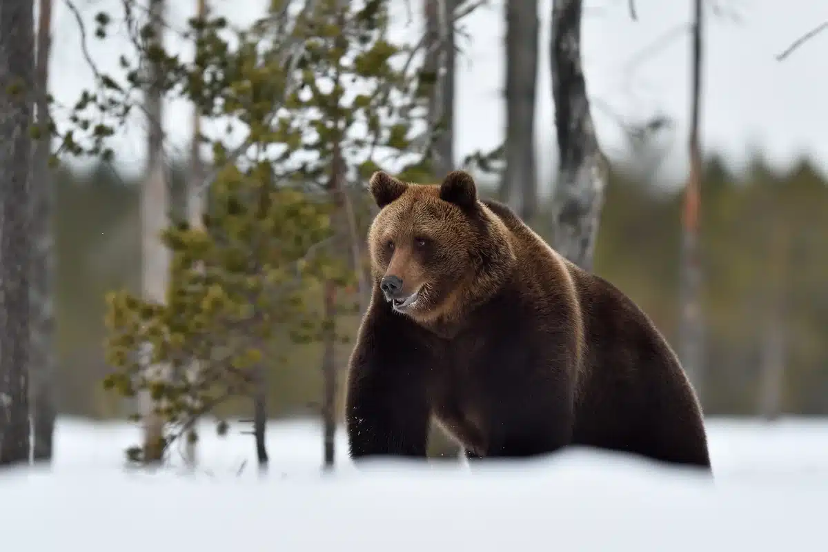 BraunbÀr nach dem Winterschlaf - Wildtiere in Europa BraunbÀr nach dem Winterschlaf - Wildtiere in Europa