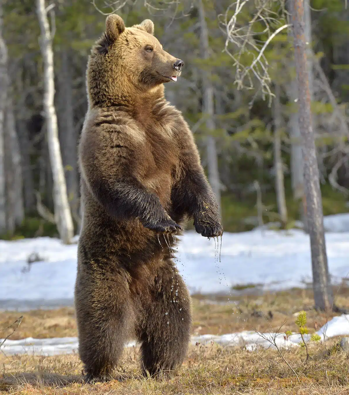 BraunbÀr stehend - Wildtiere in Europa BraunbÀr stehend - Wildtiere in Europa