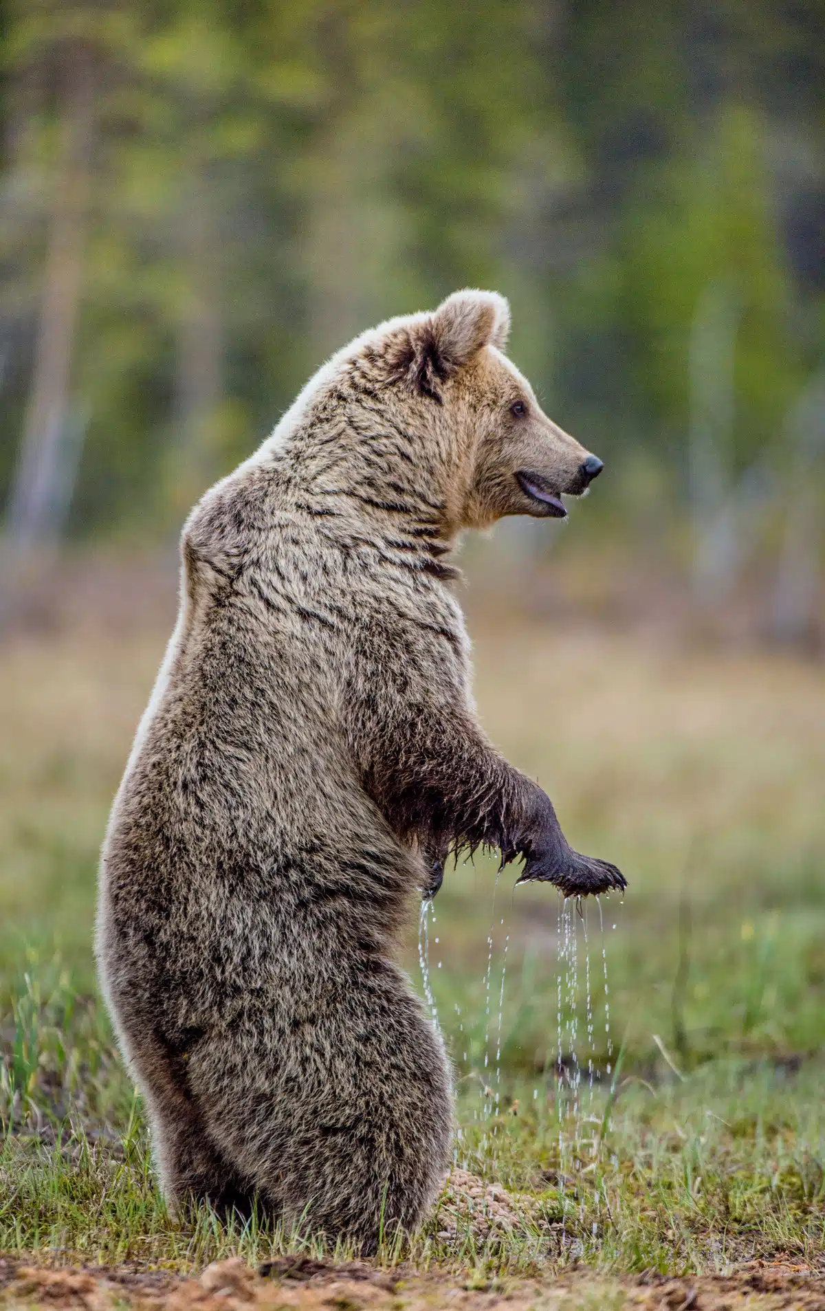 BraunbÀr stehend auf einer Wiese - Wildtiere in Europa BraunbÀr stehend auf einer Wiese - Wildtiere in Europa