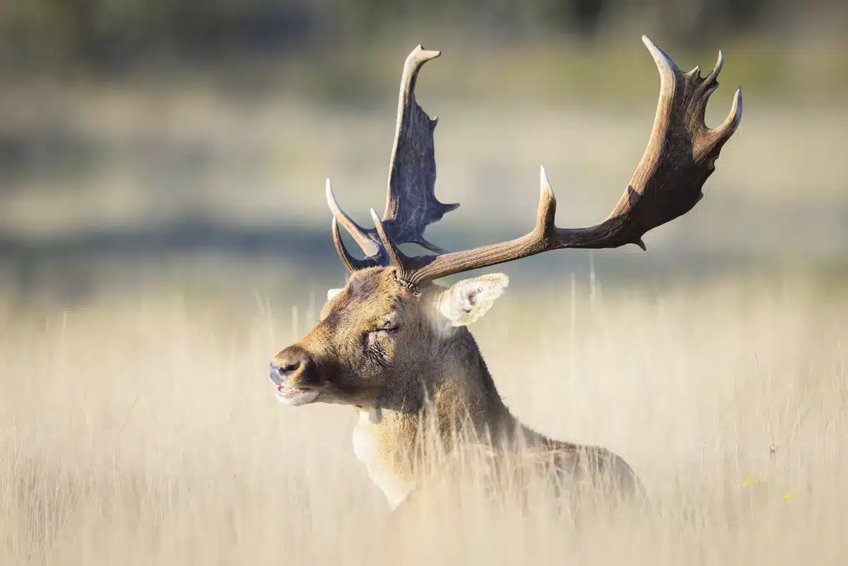 Damhirsch Geweih - Wildtiere in Europa