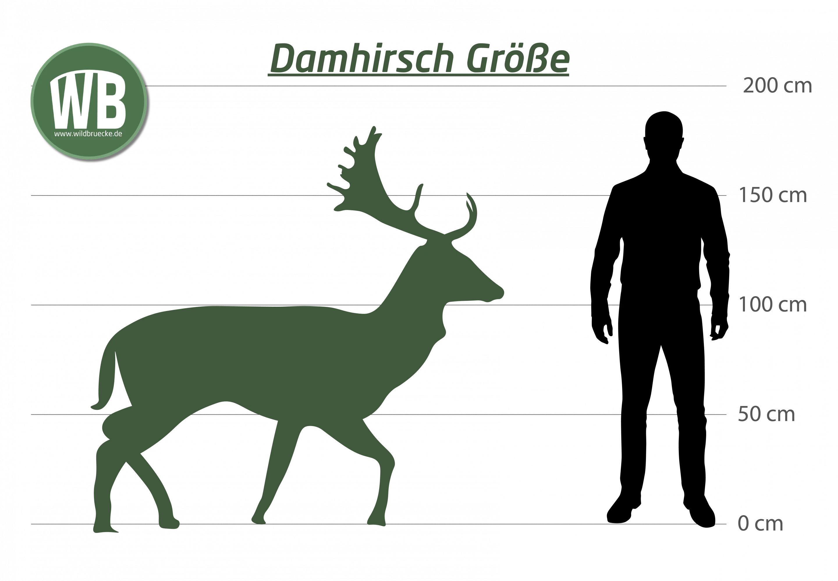 Damhirsch Größe - Wildtiere in Europa