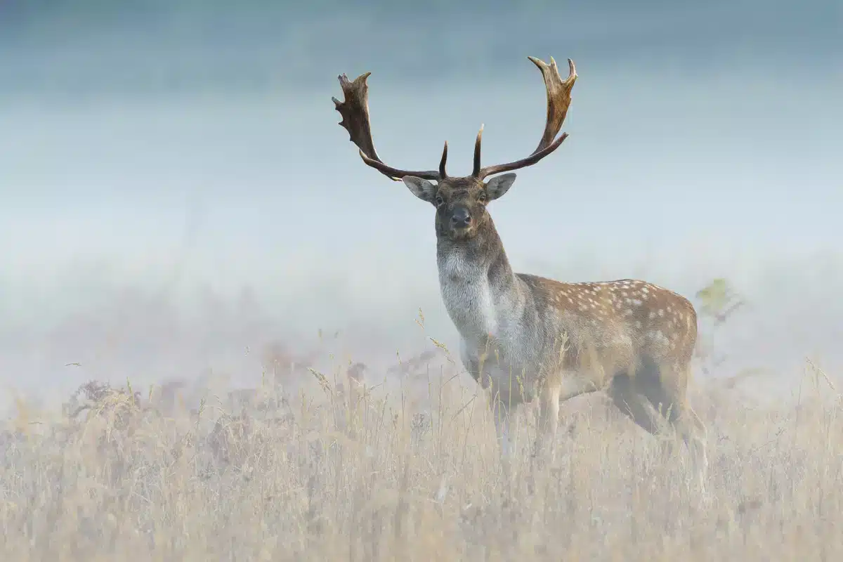 Damhirsch auch Damwild genannt - Wildtiere in Europa