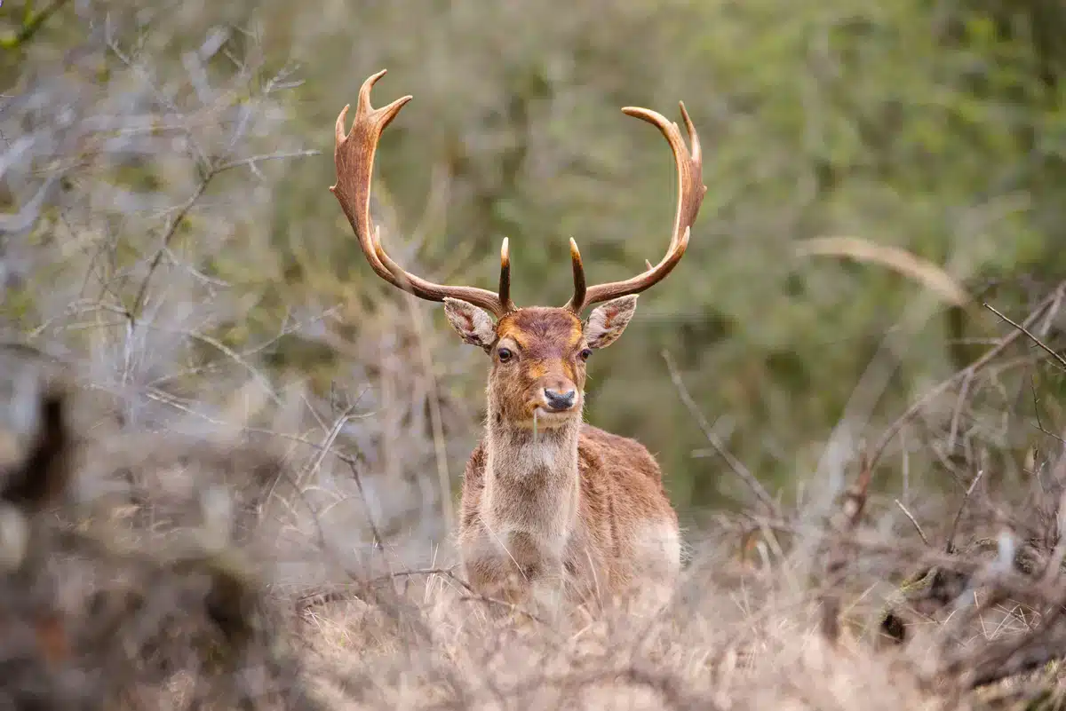 Damhirsch mit Geweih - Wildtiere in Europa