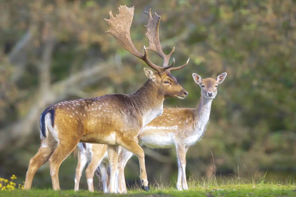 Damhirsch weiblich - Wildtiere in Europa Damhirsch weiblich - Wildtiere in Europa