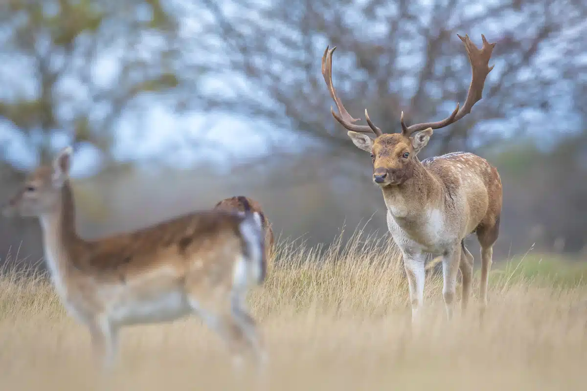 Damhirsch weiblich gefolgt von einem männchen - Wildtiere in Europa Damhirsch weiblich gefolgt von einem männchen - Wildtiere in Europa