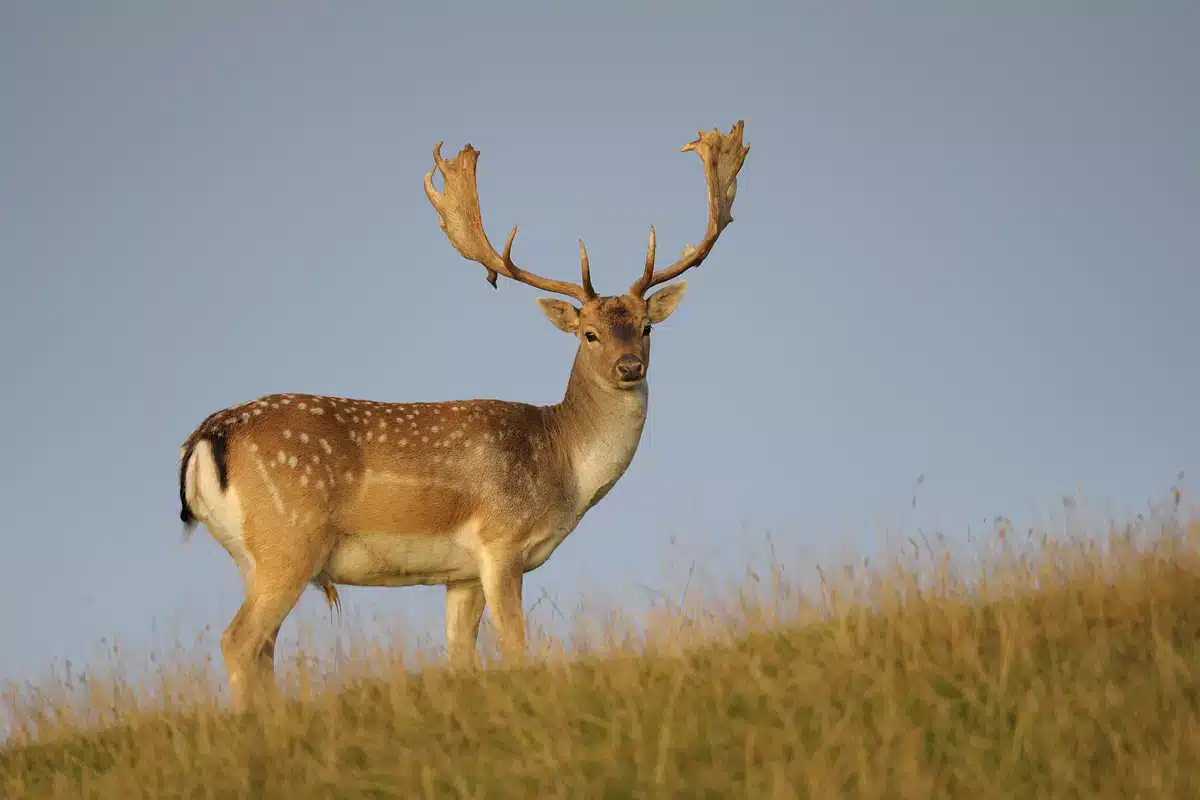Damwild auf einer Wiese - Wildtiere in Europa