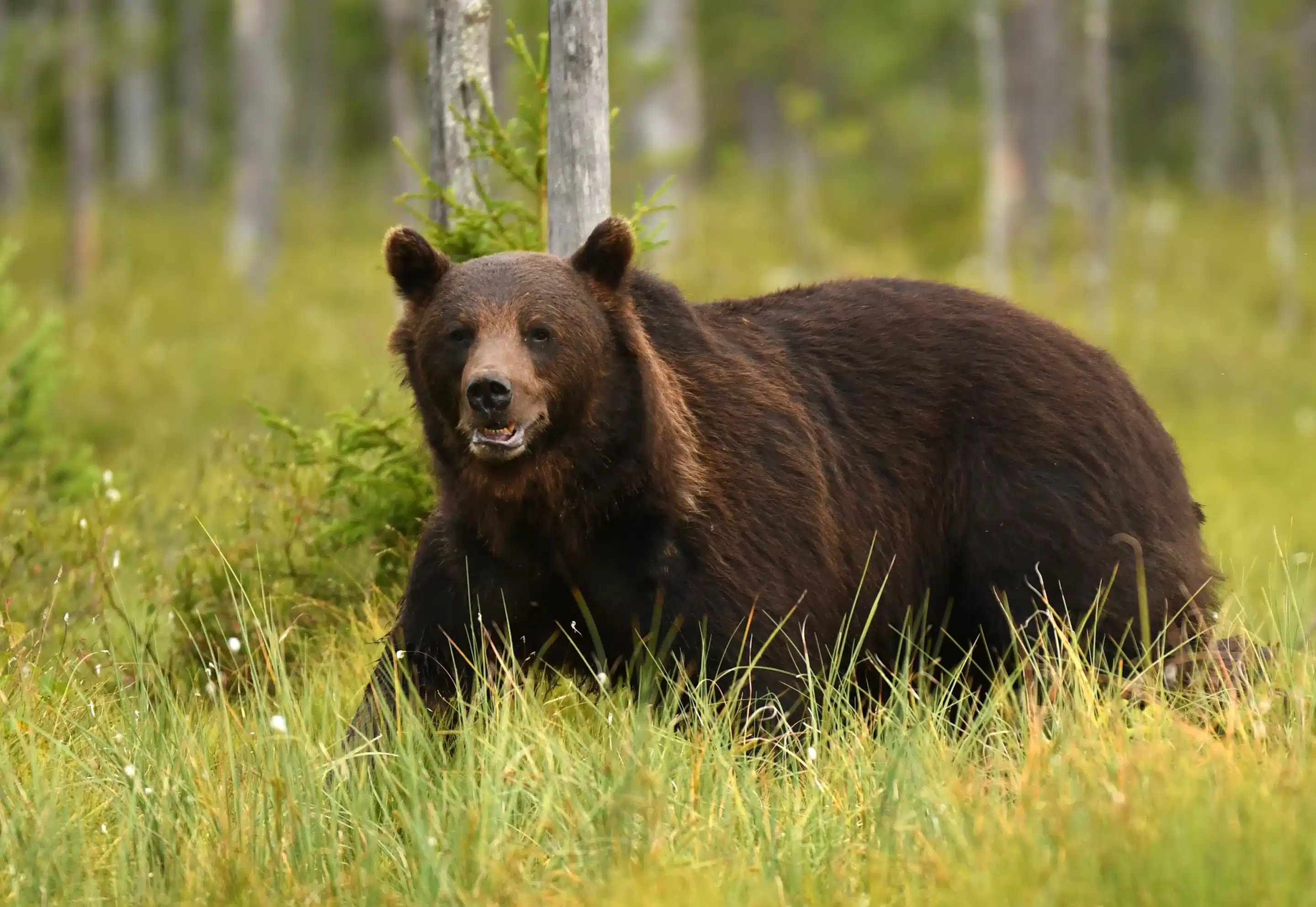 Ein BraunbÀr in Schweden - Wildtiere in Europa Ein BraunbÀr in Schweden - Wildtiere in Europa