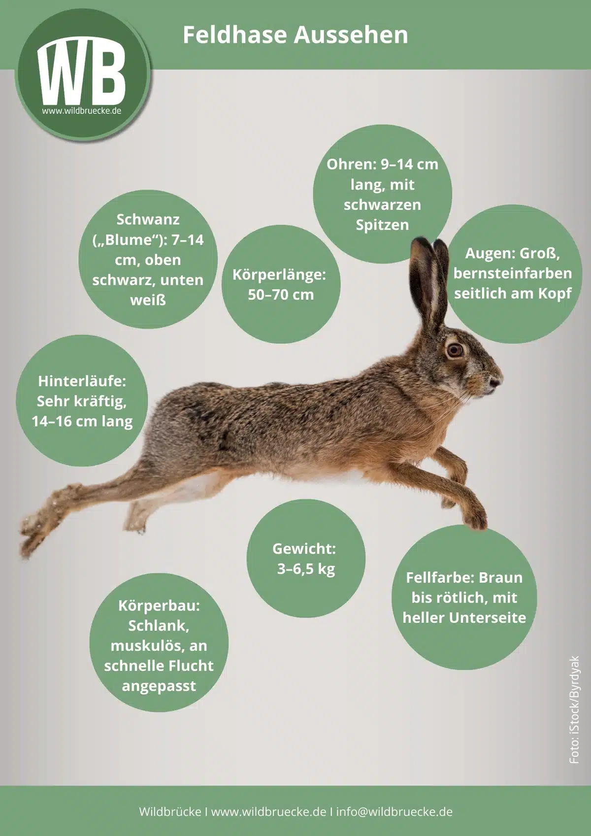 Feldhase Aussehen - Wildtiere in Europa