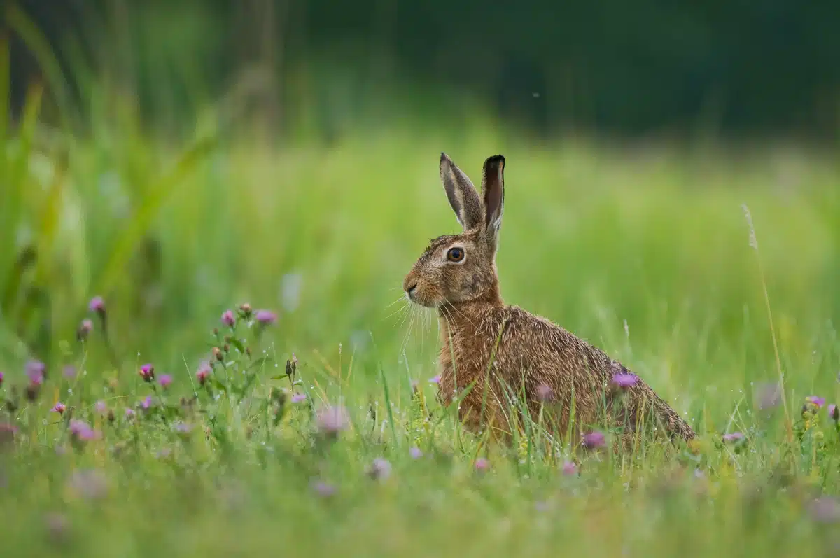 Feldhase Aussehen - Wildtiere in Europa Feldhase Aussehen - Wildtiere in Europa