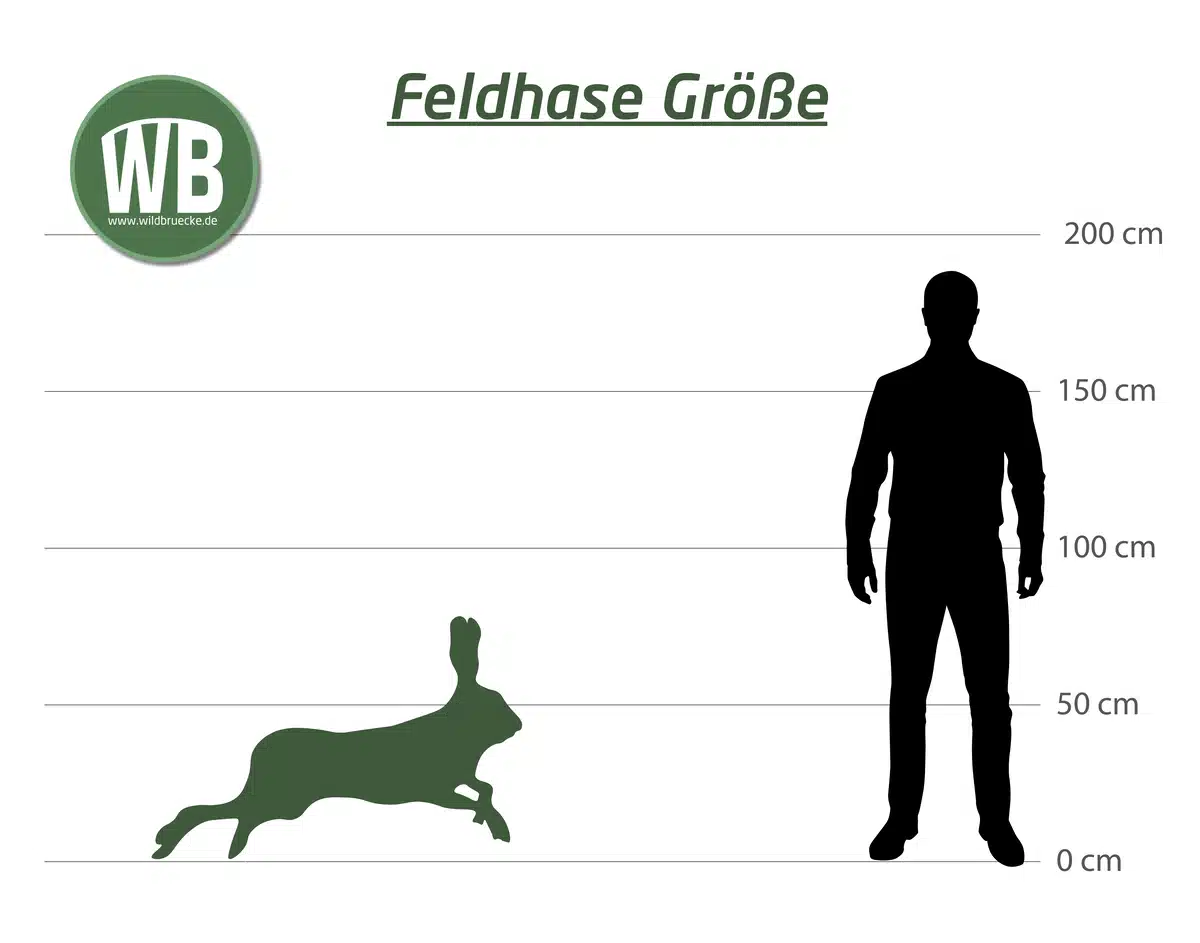 Feldhase Größe zum Menschen - Wildtiere in Europa Feldhase Größe zum Menschen - Wildtiere in Europa