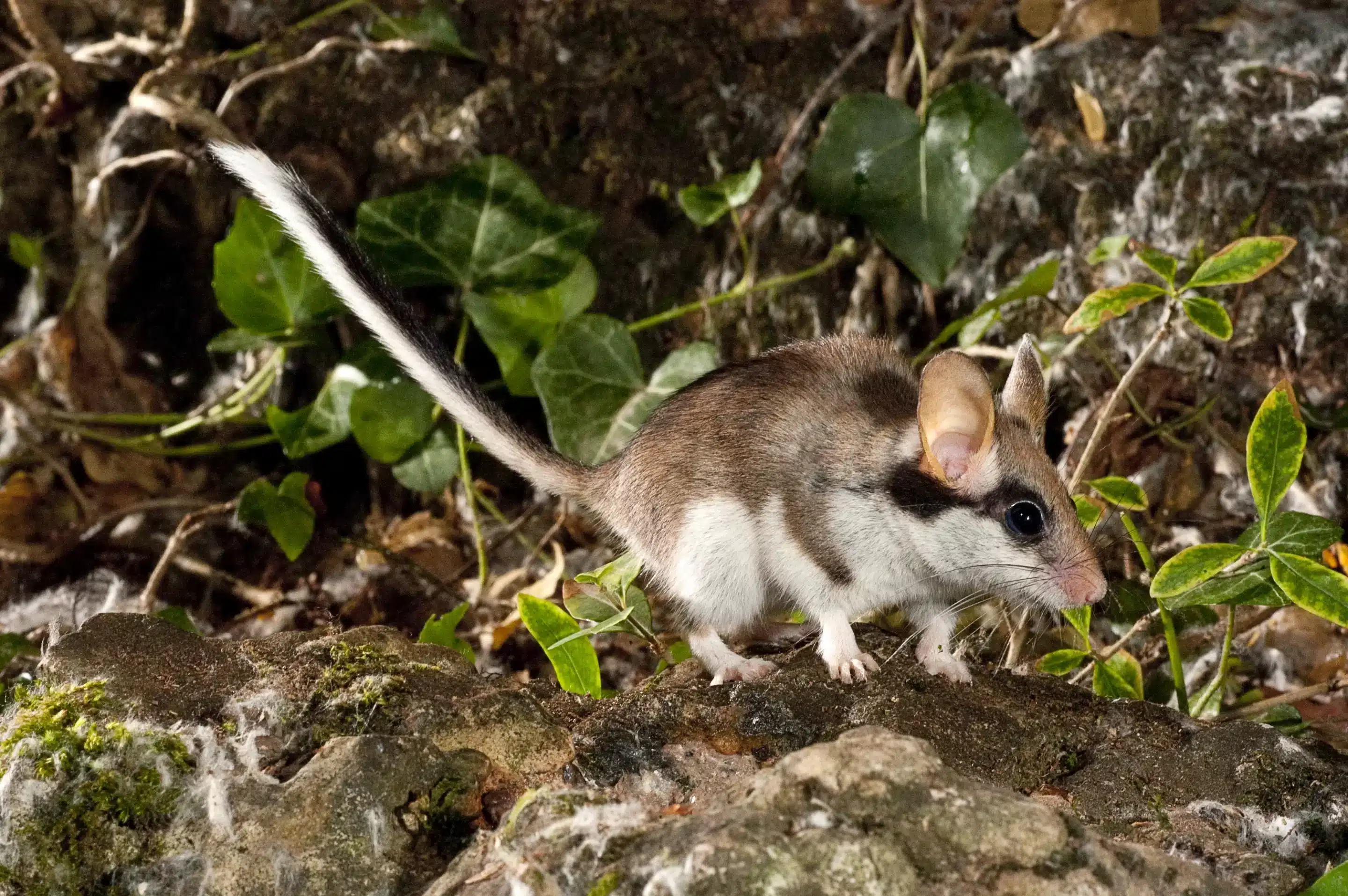 Gartenschläfer Geräusche - Wildtiere in Europa Gartenschläfer Geräusche - Wildtiere in Europa