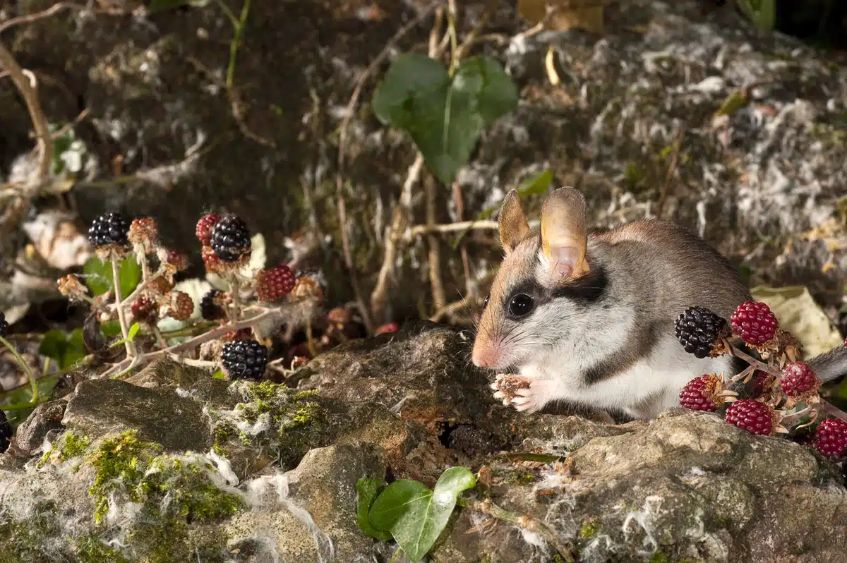 Gartenschläfer Nahrung - Wildtiere in Europa Gartenschläfer Nahrung - Wildtiere in Europa
