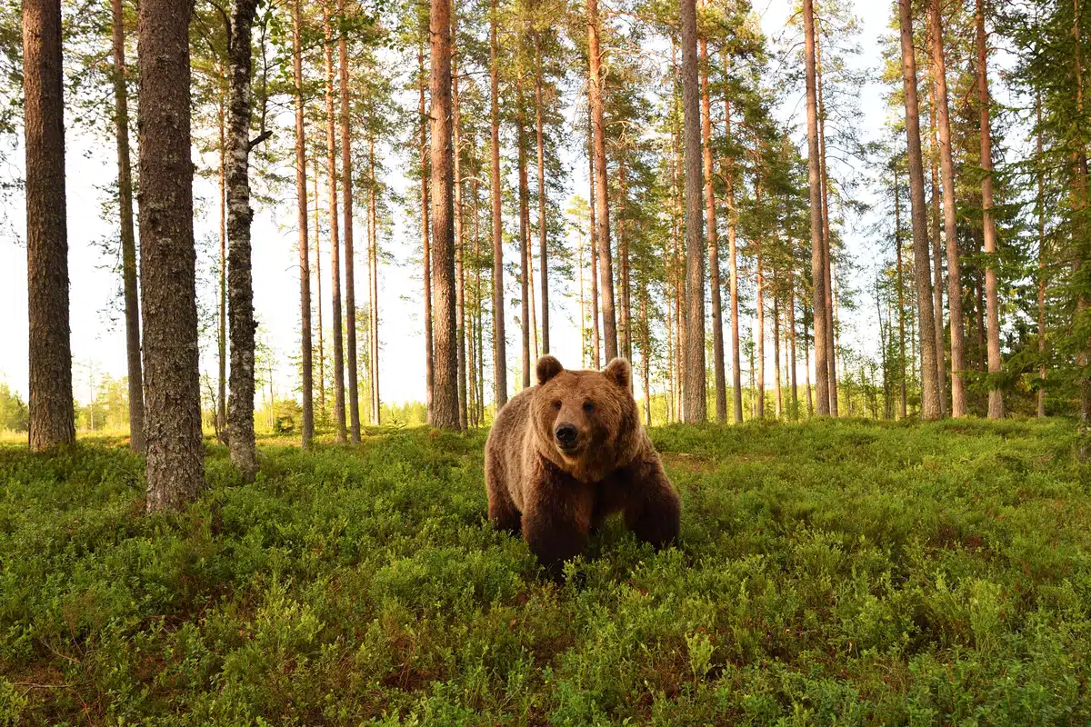 Lebensraum BraunbÀr- Wildtiere in Europa Lebensraum BraunbÀr- Wildtiere in Europa