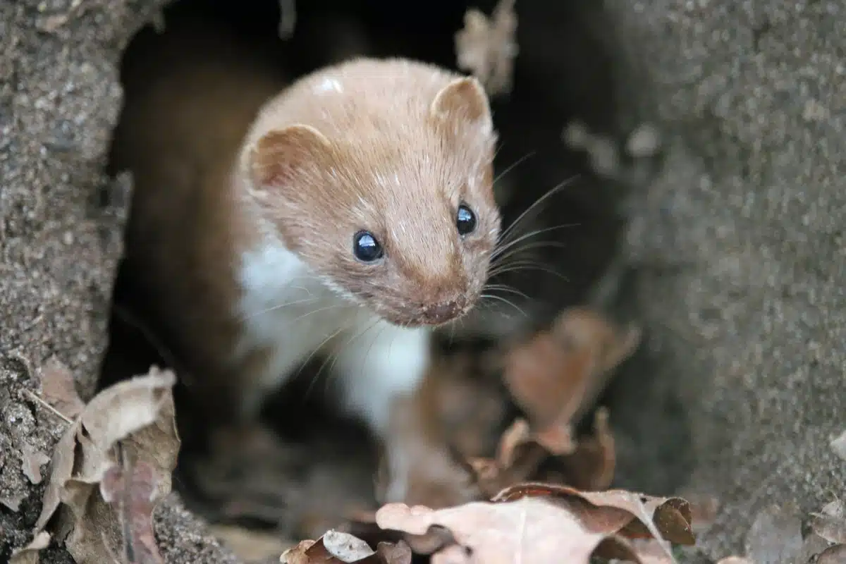 Mauswiesel Bau - Wildtiere in Europa Mauswiesel Bau - Wildtiere in Europa