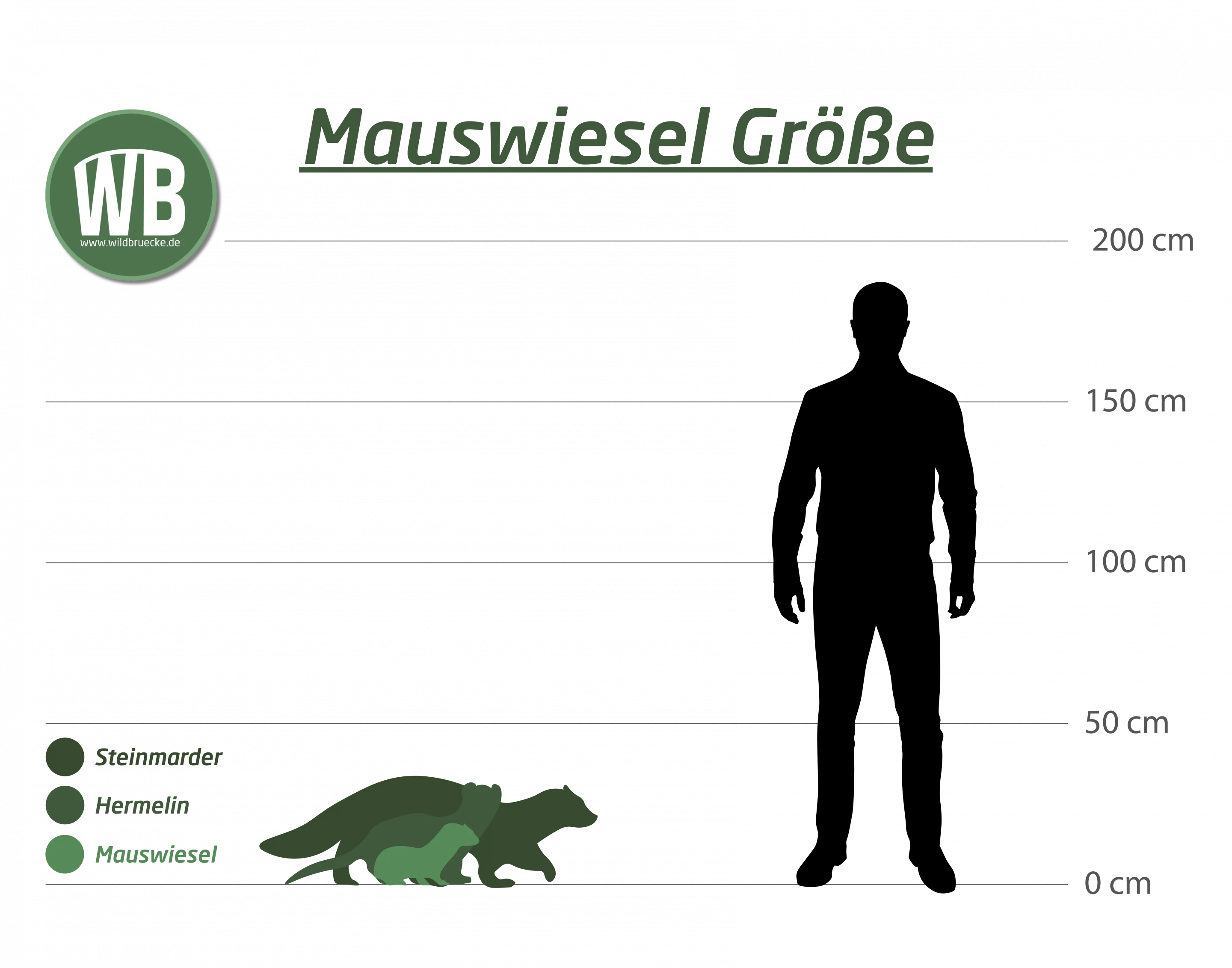 Mauswiesel Größe zum Menschen - Wildtiere in Europa Mauswiesel Größe zum Menschen - Wildtiere in Europa