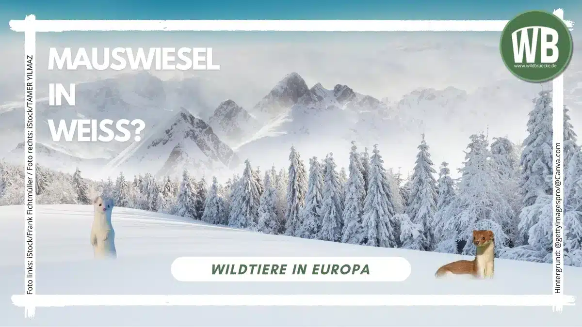Mauswiesel in weiß - Wildtiere in Europa