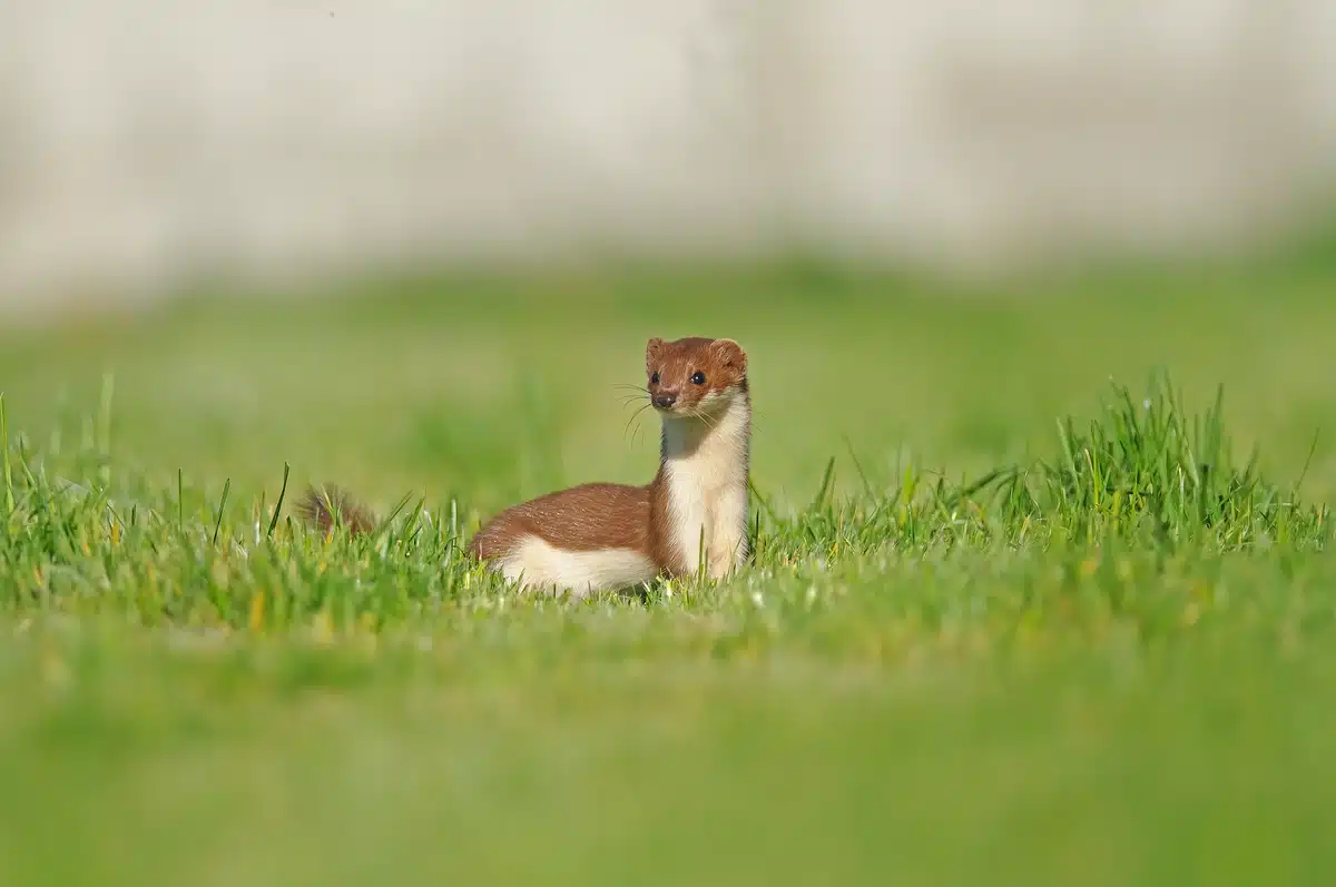 Mauswiesel sind Wildtiere und keine Haustiere - Wildtiere in Europa Mauswiesel sind Wildtiere und keine Haustiere - Wildtiere in Europa