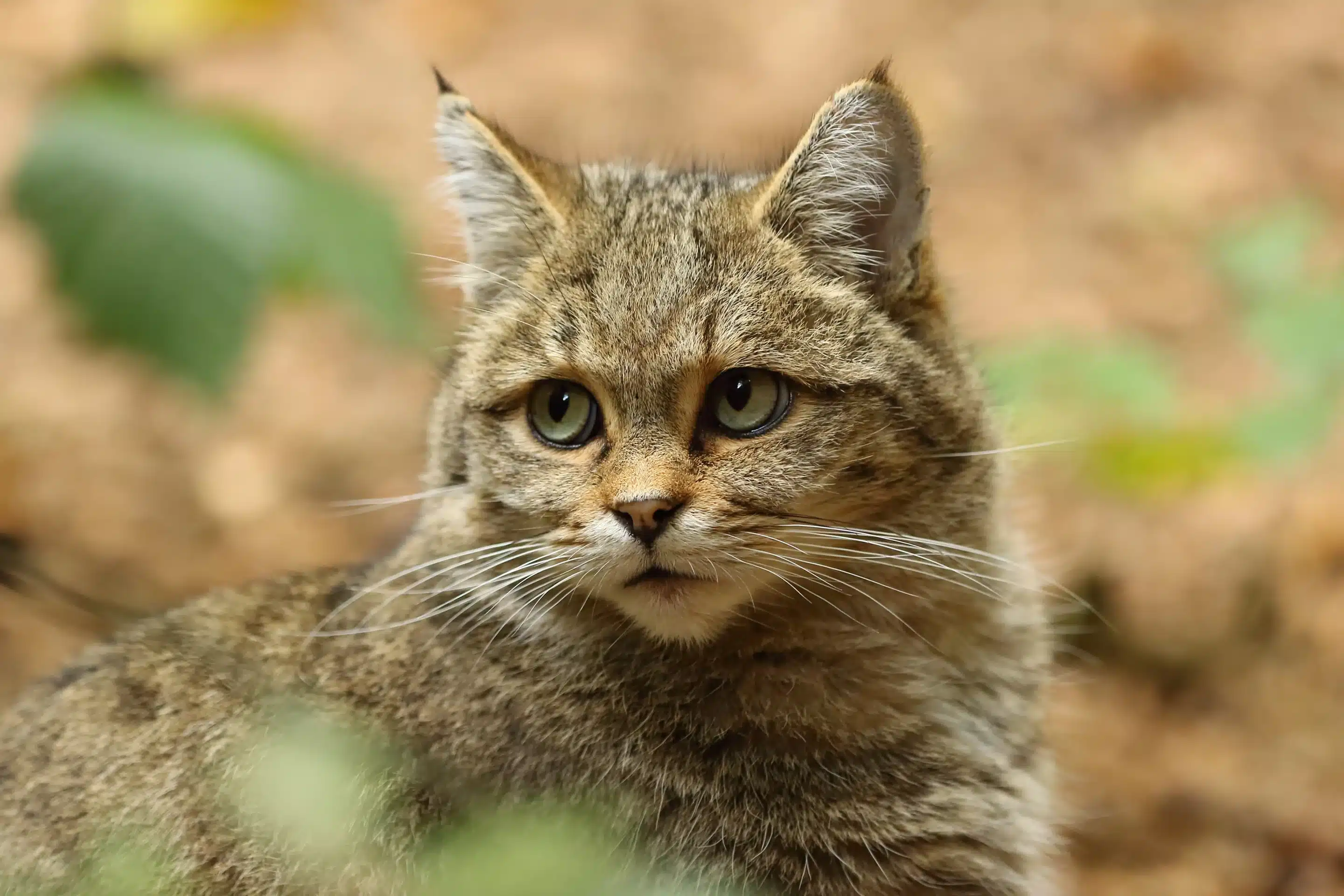 PortrÀt Wildkatze in Europa - Wildtiere in Europa PortrÀt Wildkatze in Europa - Wildtiere in Europa