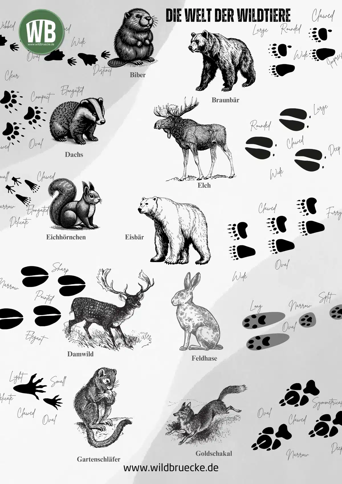 Poster Die Welt der Wildtiere (1) - Wildtiere in Europa