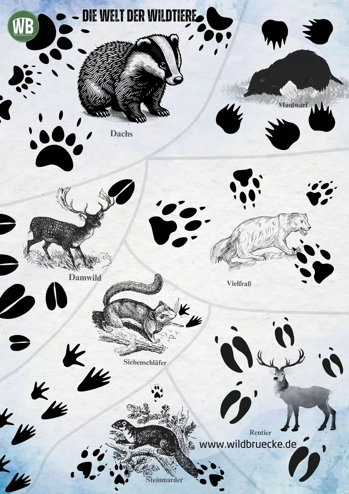 Poster Die Welt der Wildtiere (10) - Wildtiere in Europa