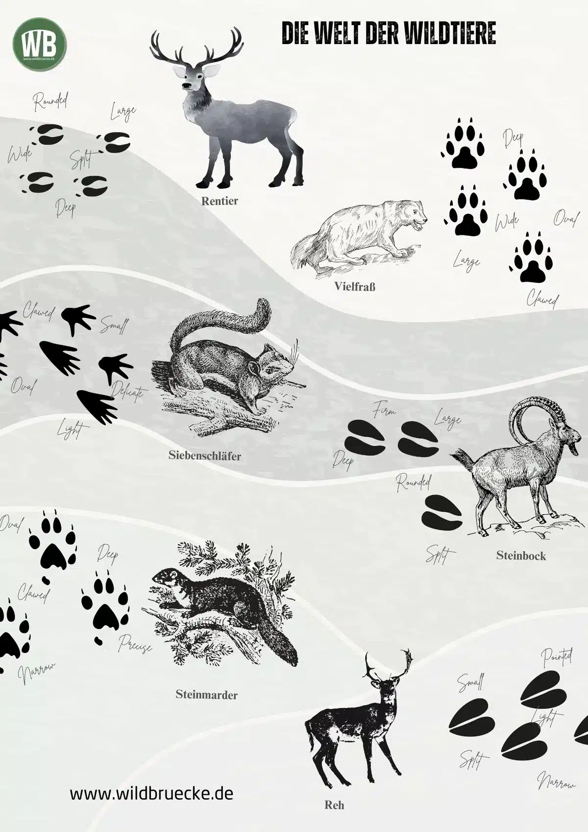 Poster Die Welt der Wildtiere (12) - Wildtiere in Europa