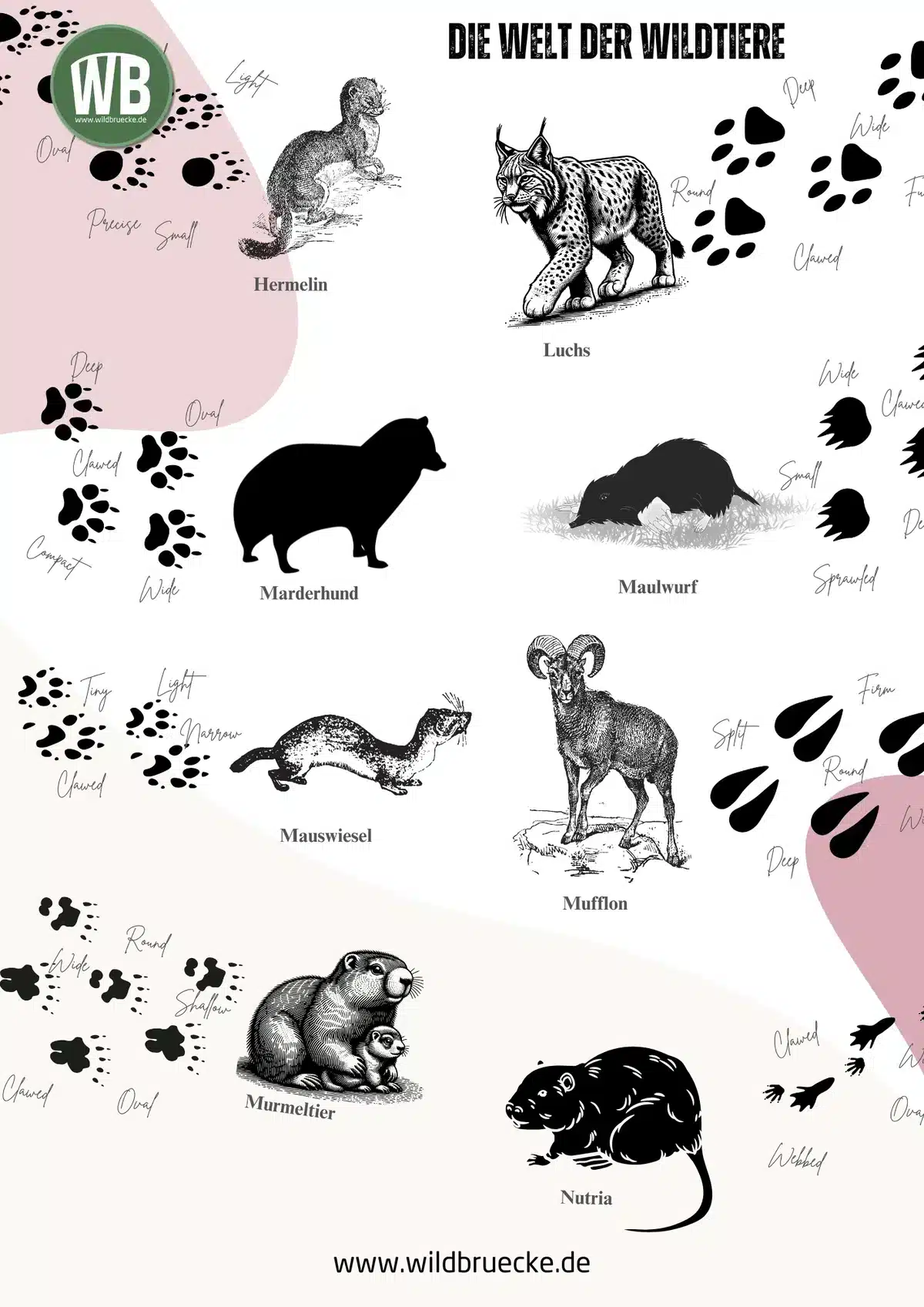 Poster Die Welt der Wildtiere (2) - Wildtiere in Europa