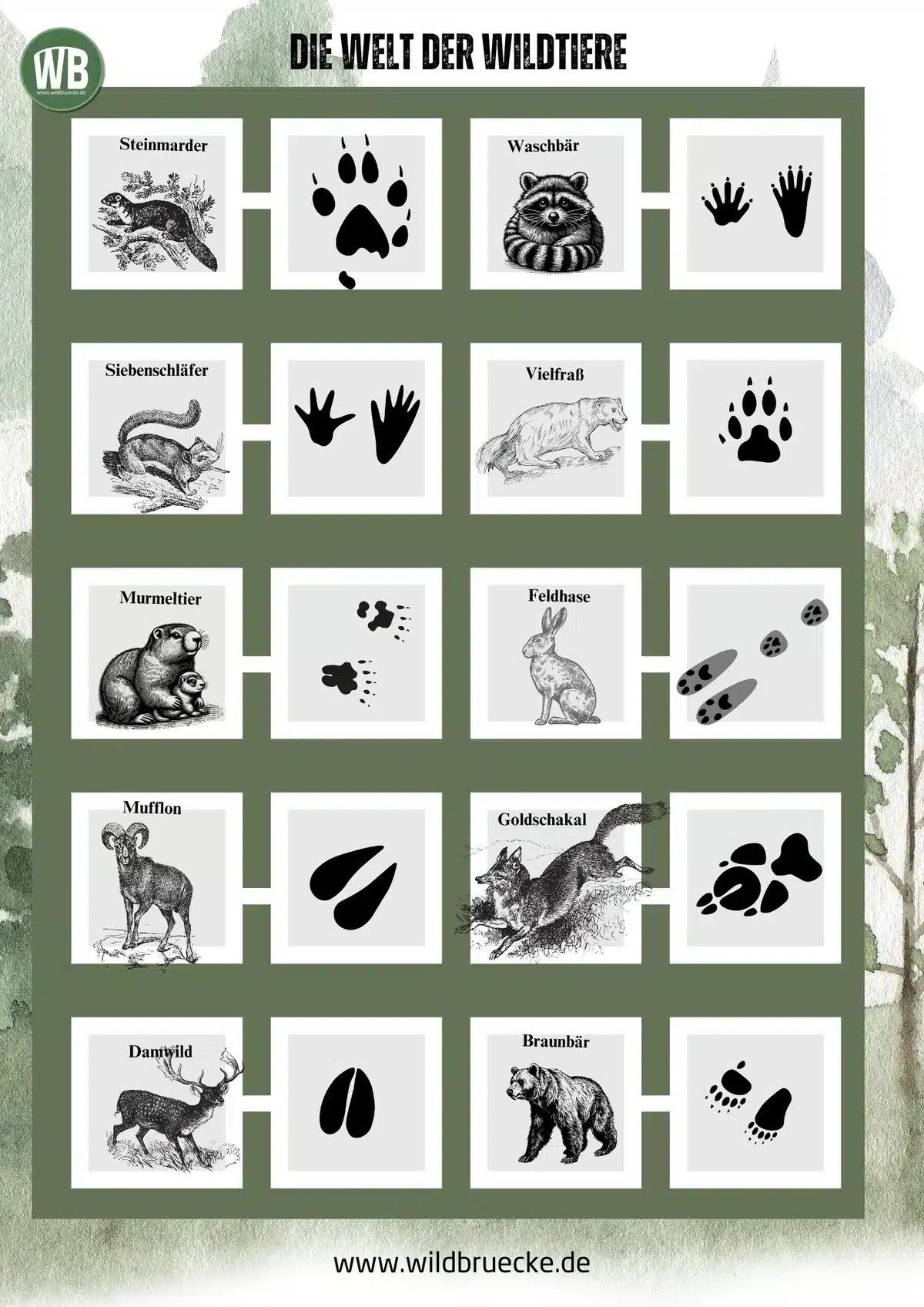 Poster Die Welt der Wildtiere (6) - Wildtiere in Europa