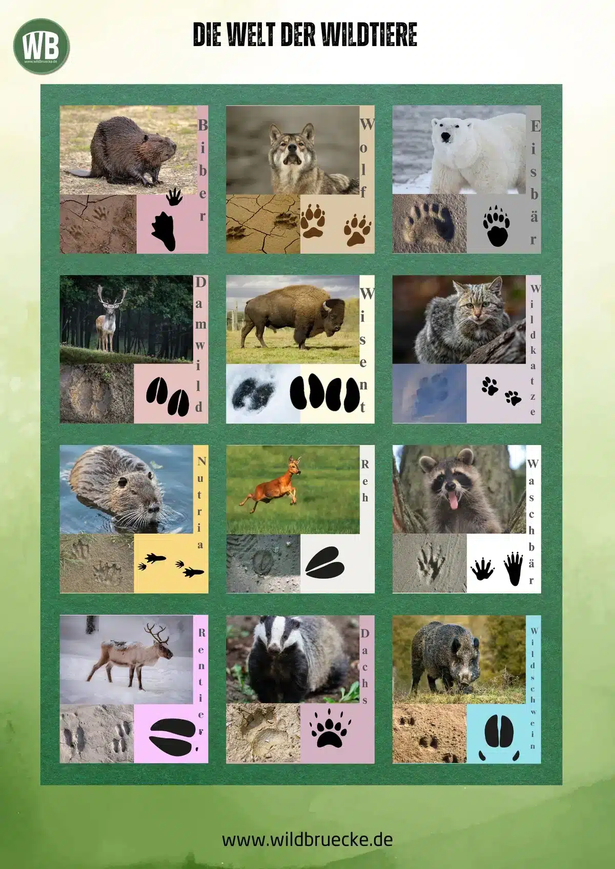 Poster Die Welt der Wildtiere (8) - Wildtiere in Europa